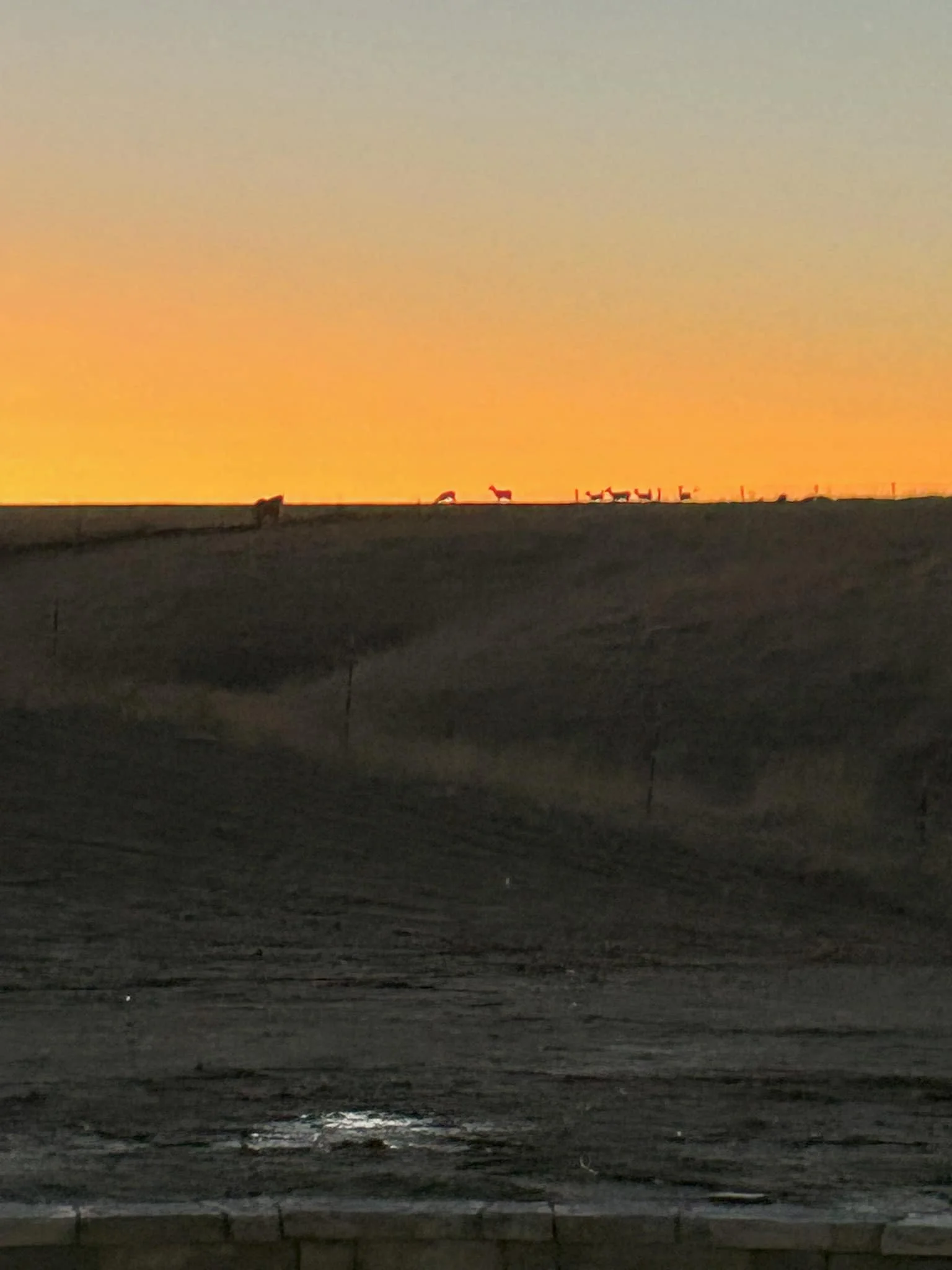 Horses and a dog on a hill at sunset with a colorful sky.