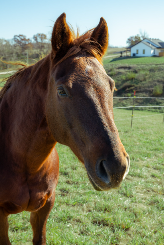 Close-up of a brown horse with a winking eye standing in a grassy field on a farm.