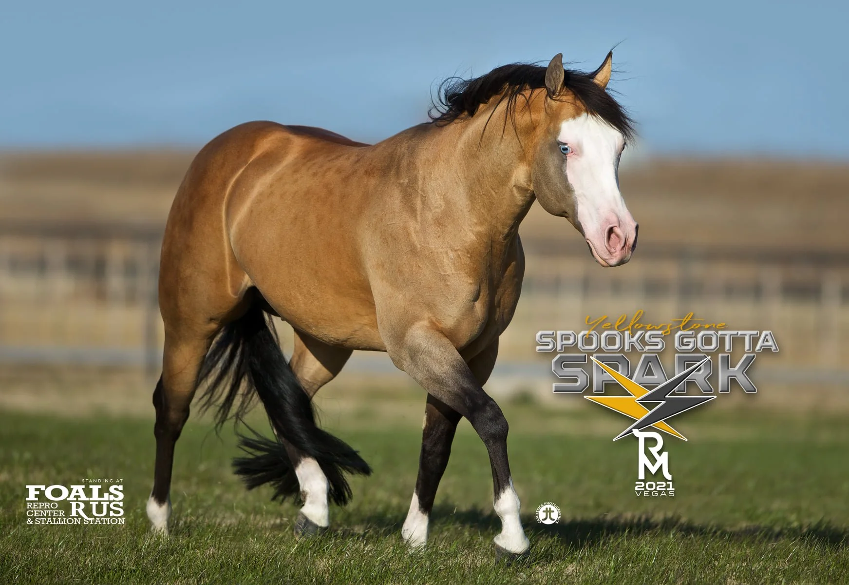 A light-colored horse with a black halter standing on a grassy field with a blurred background of trees and sky.