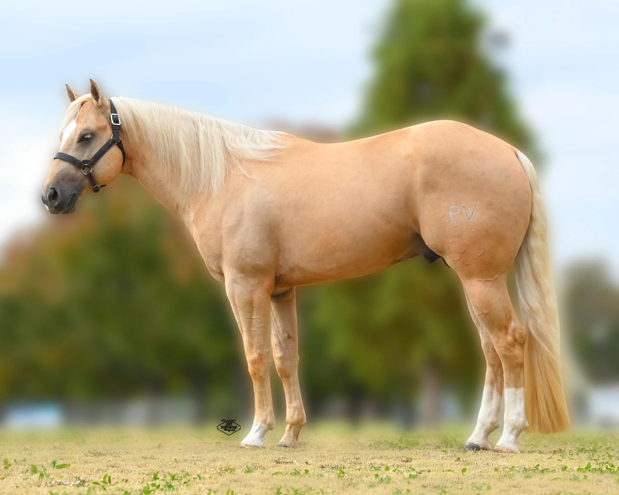 A light-colored horse with a black halter standing on a grassy field with a blurred background of trees and sky.