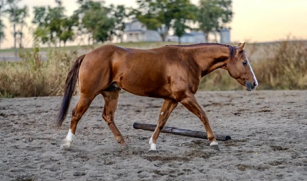 A brown horse with white markings on its legs walking on dirt ground during sunset