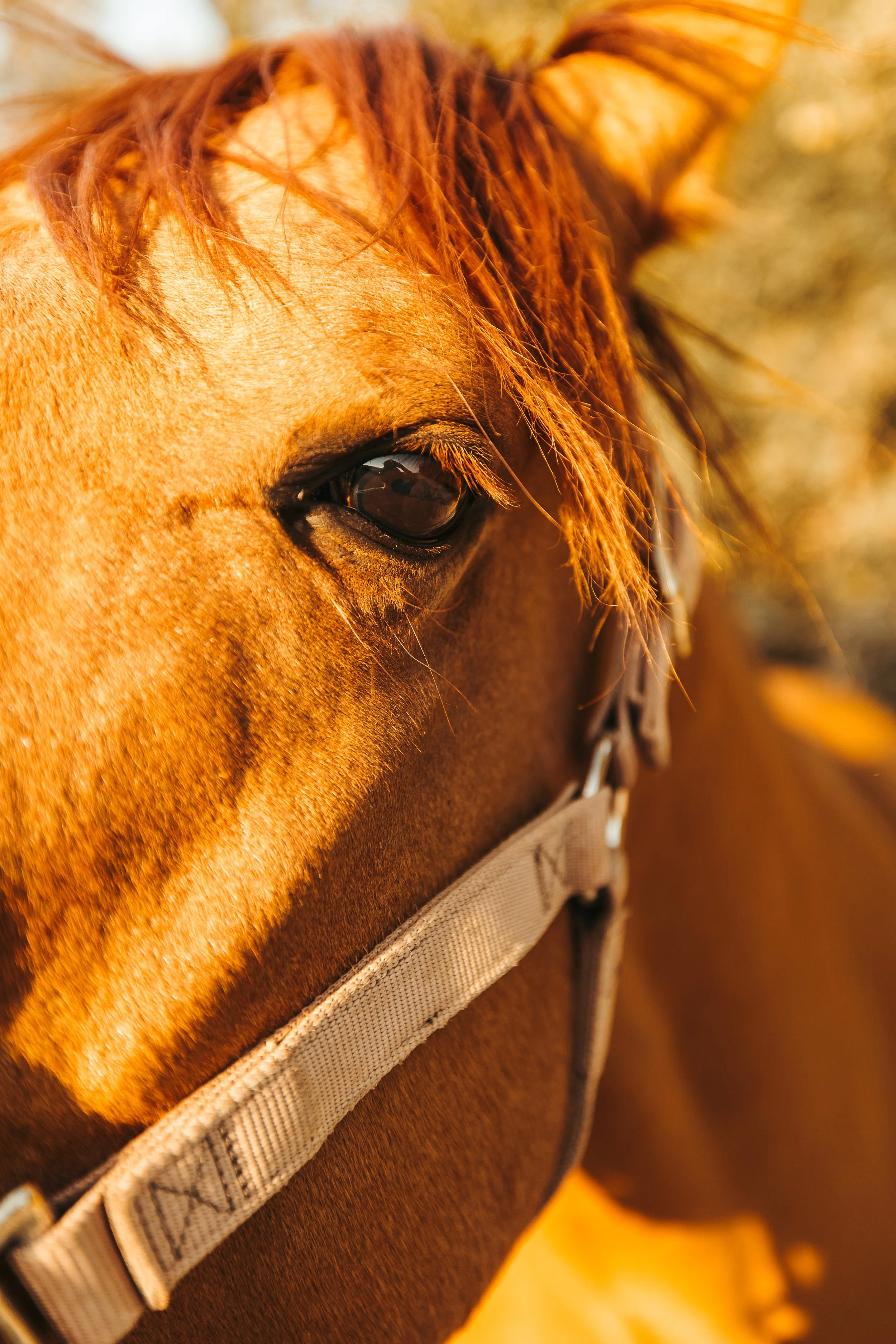 Close-up of a chestnut-colored horse's face, focusing on its eye and part of its orange mane, with a halter around its head.