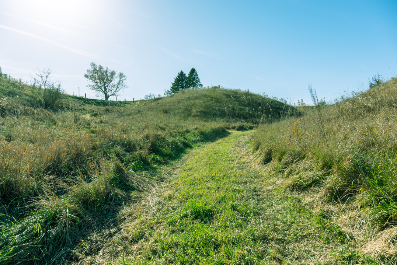 A grassy trail meanders through a hilly landscape with dry and green grass and trees, under a clear blue sky with sunlight.