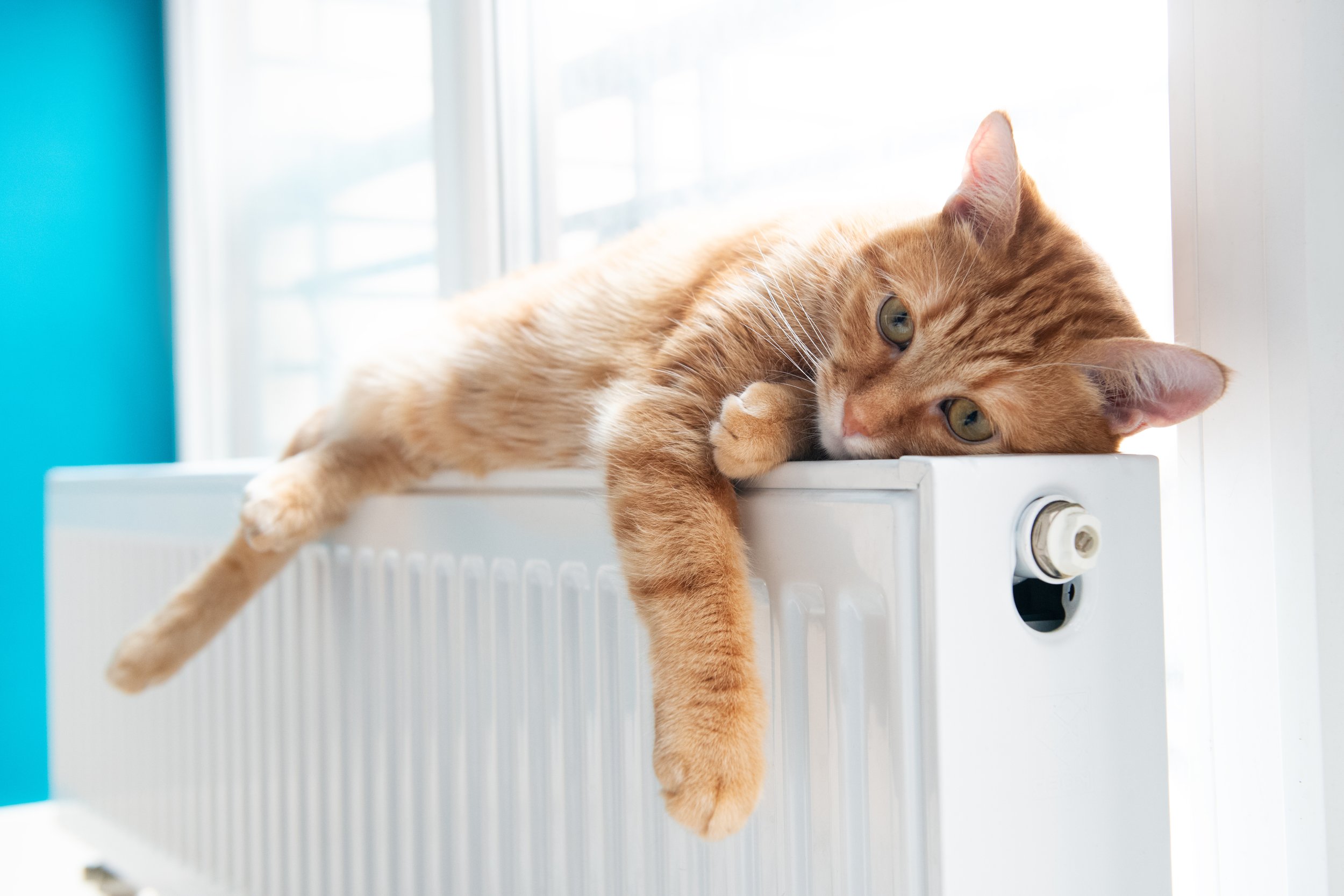 Cat lying on radiator after gas safety certificate
