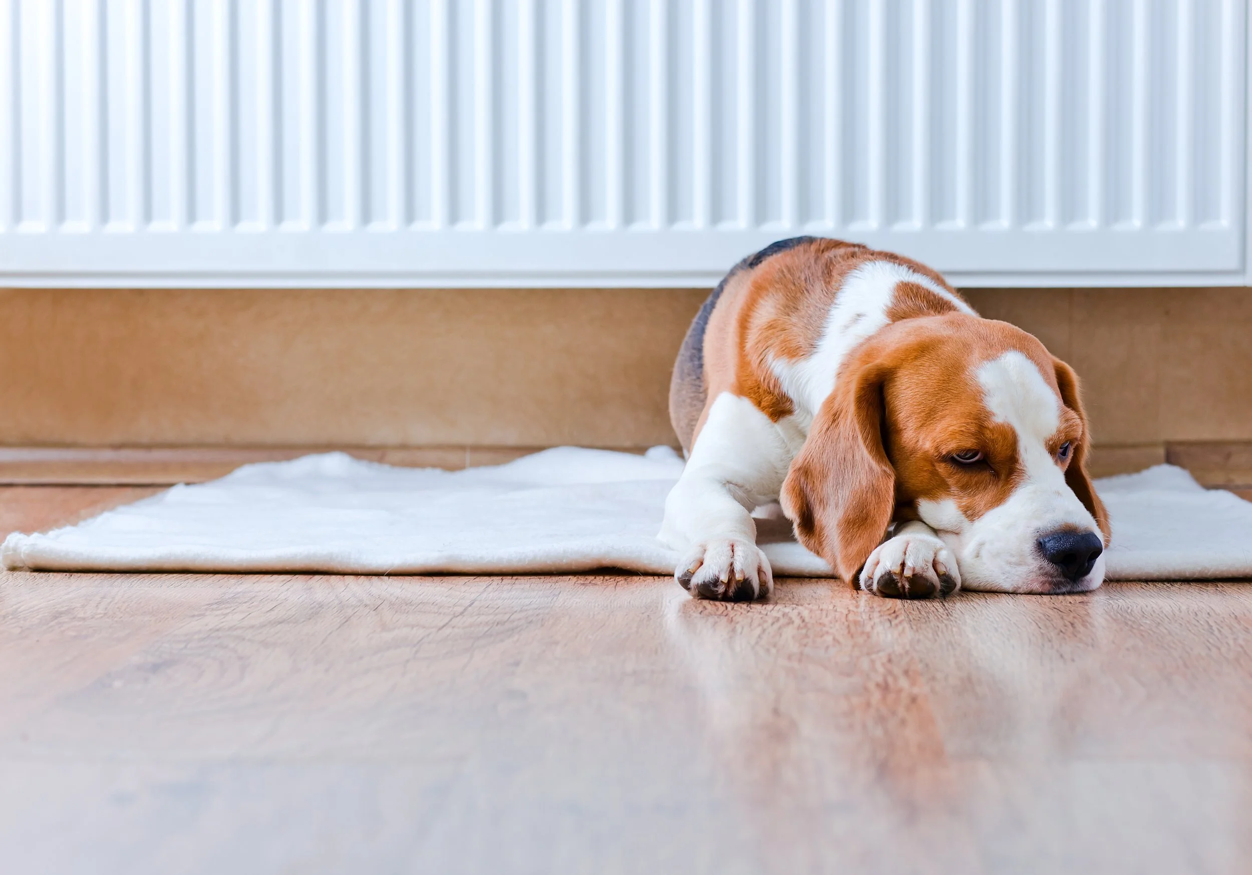 Dog lying besides radiator after boiler service and boiler repair in Kingswood
