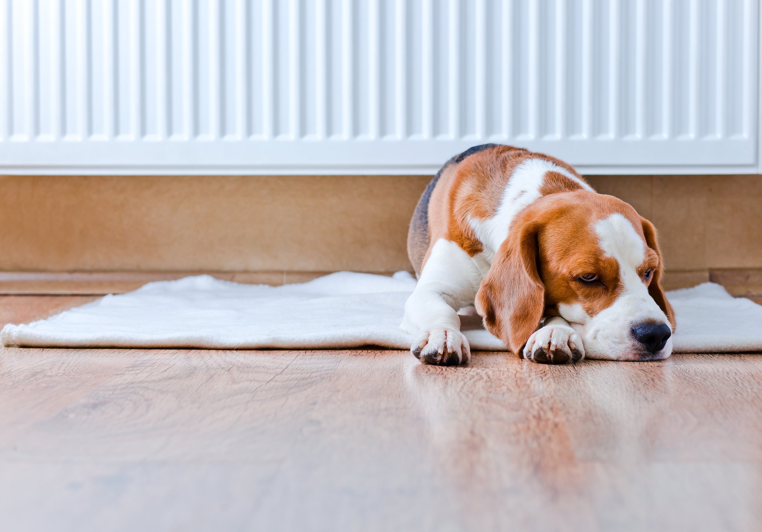 A dog lying in from of the radiator after te radiator repair and powerflush to the heating system