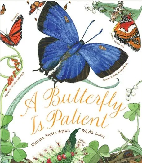 BotM: A Butterfly is Patient