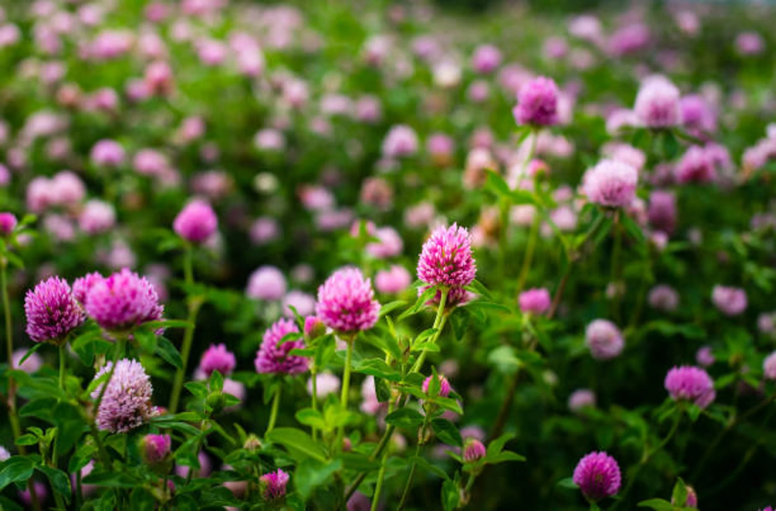 red clover.jpg