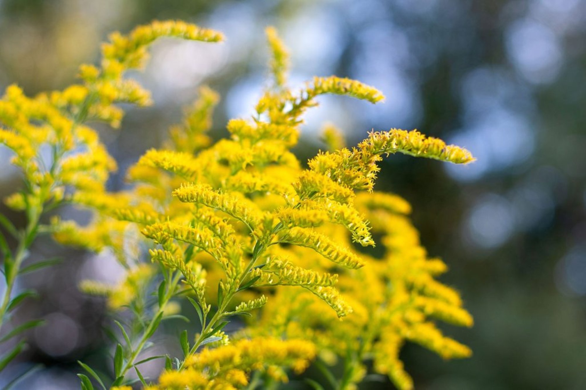 bg-goldenrod-1024x683.jpg