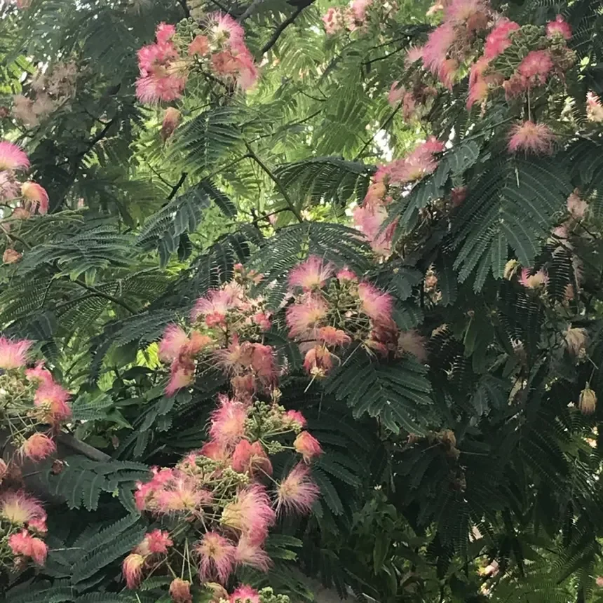 Mimosa