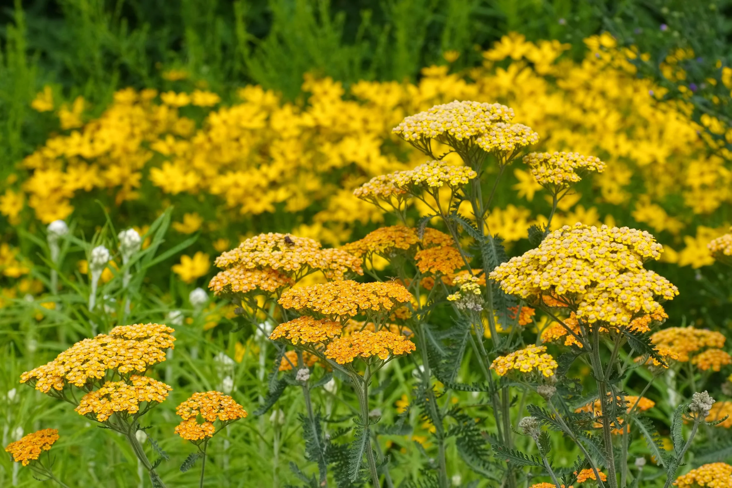 yarrow.jpg