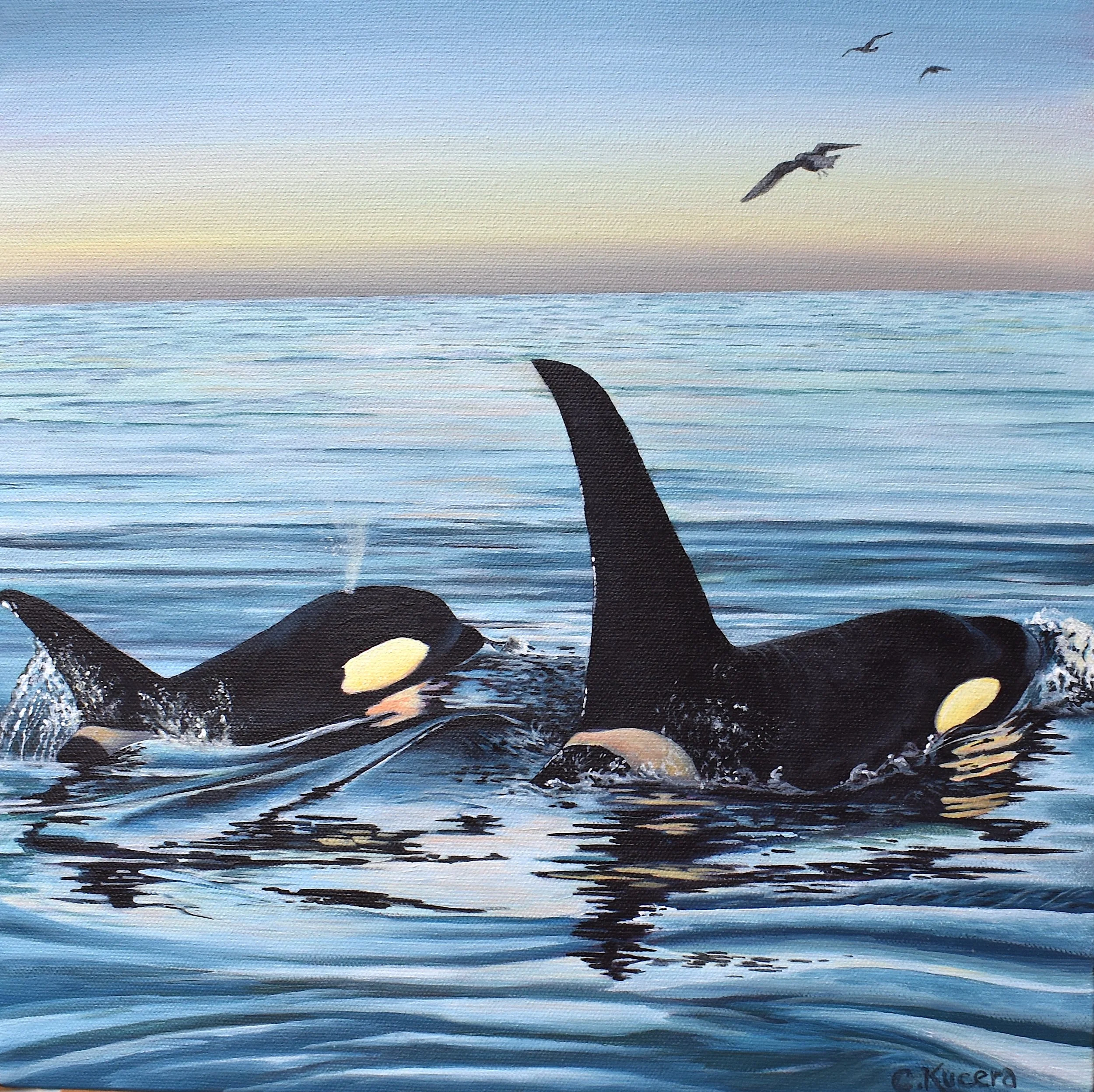 Two orcas swimming in the ocean with seagulls flying overhead during a sunset sky.