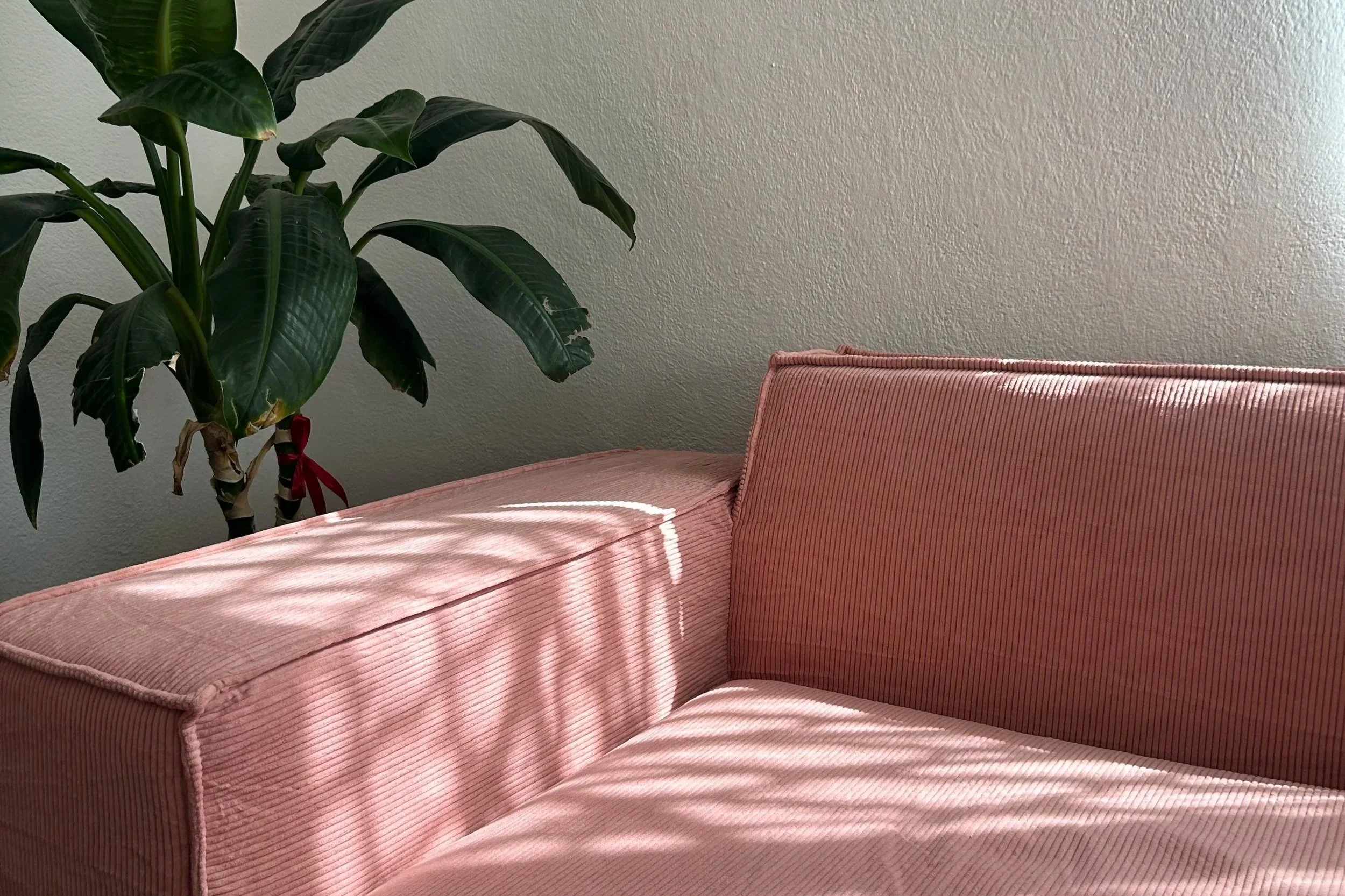 pink couch with a green plant in therapy room