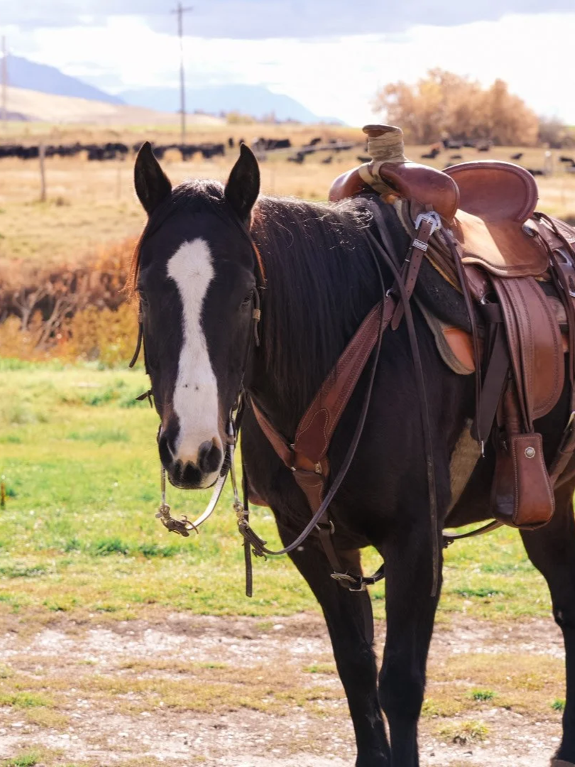 A person holding a chestnut horse with a saddle and riding gear outside a metal barn.