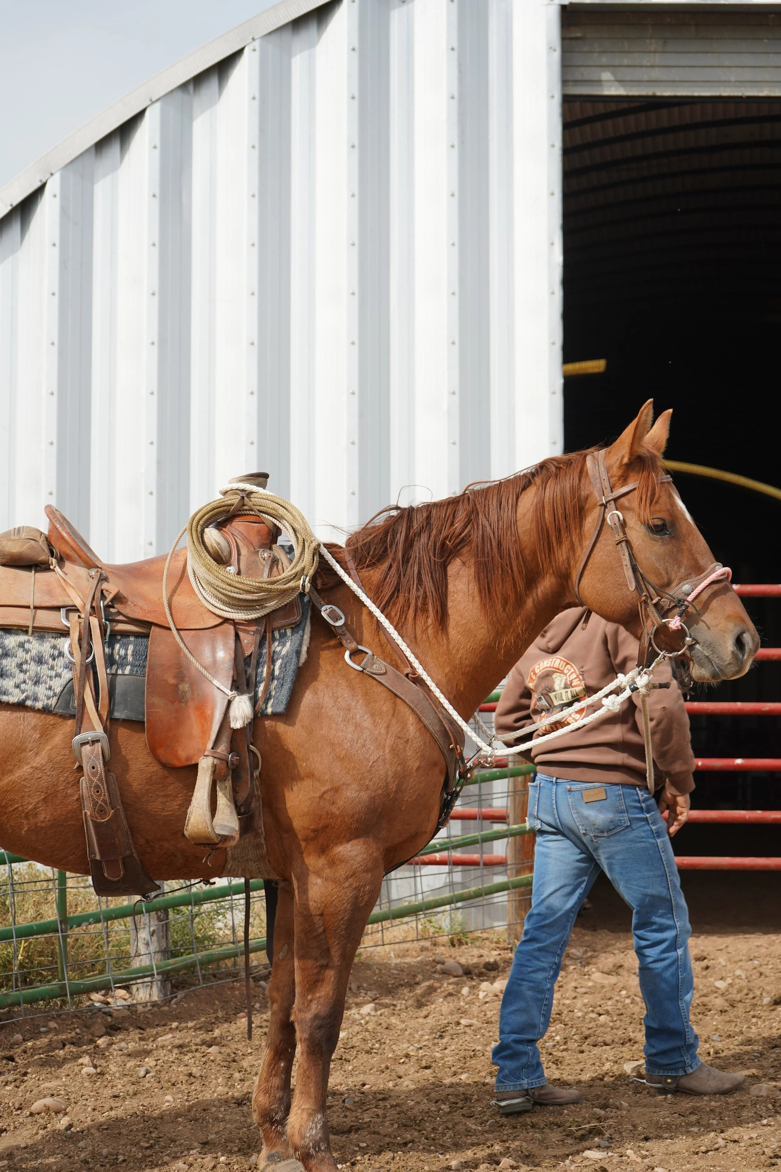 A person holding a chestnut horse with a saddle and riding gear outside a metal barn.