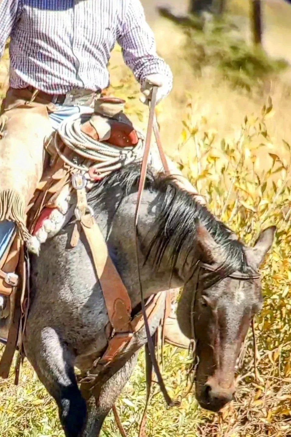 The working string — Airo Livestock
