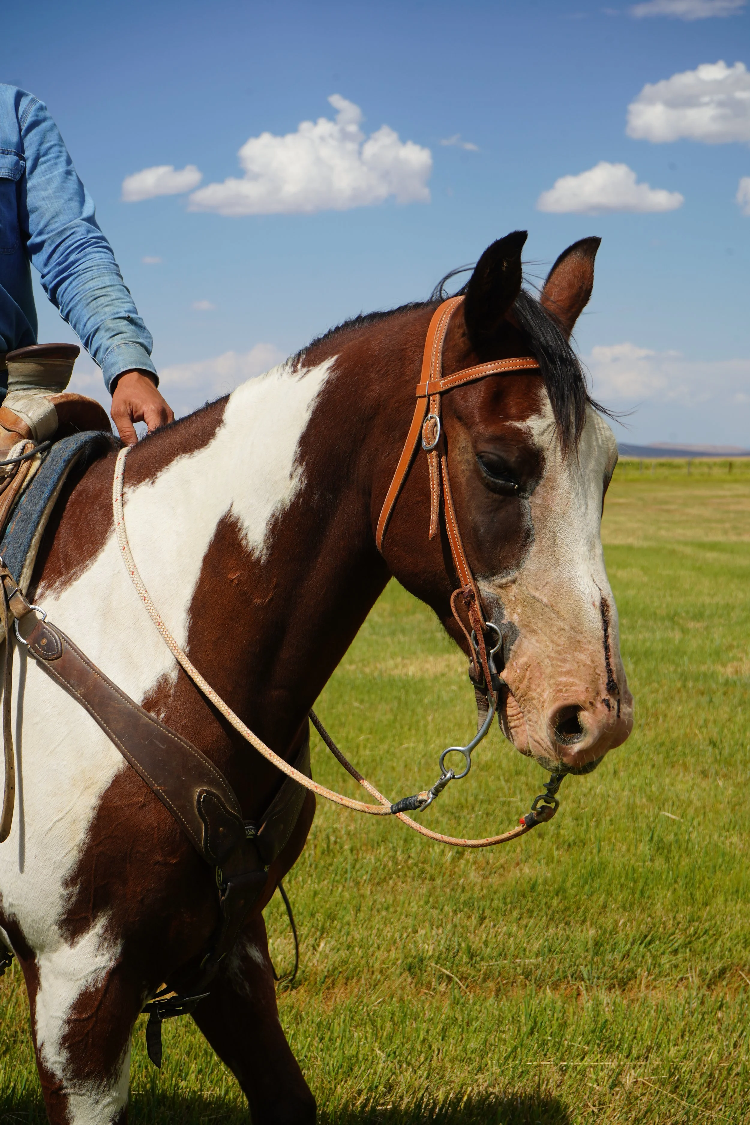 A person riding a brown and white horse in a green field on a sunny day with a blue sky and scattered white clouds.
