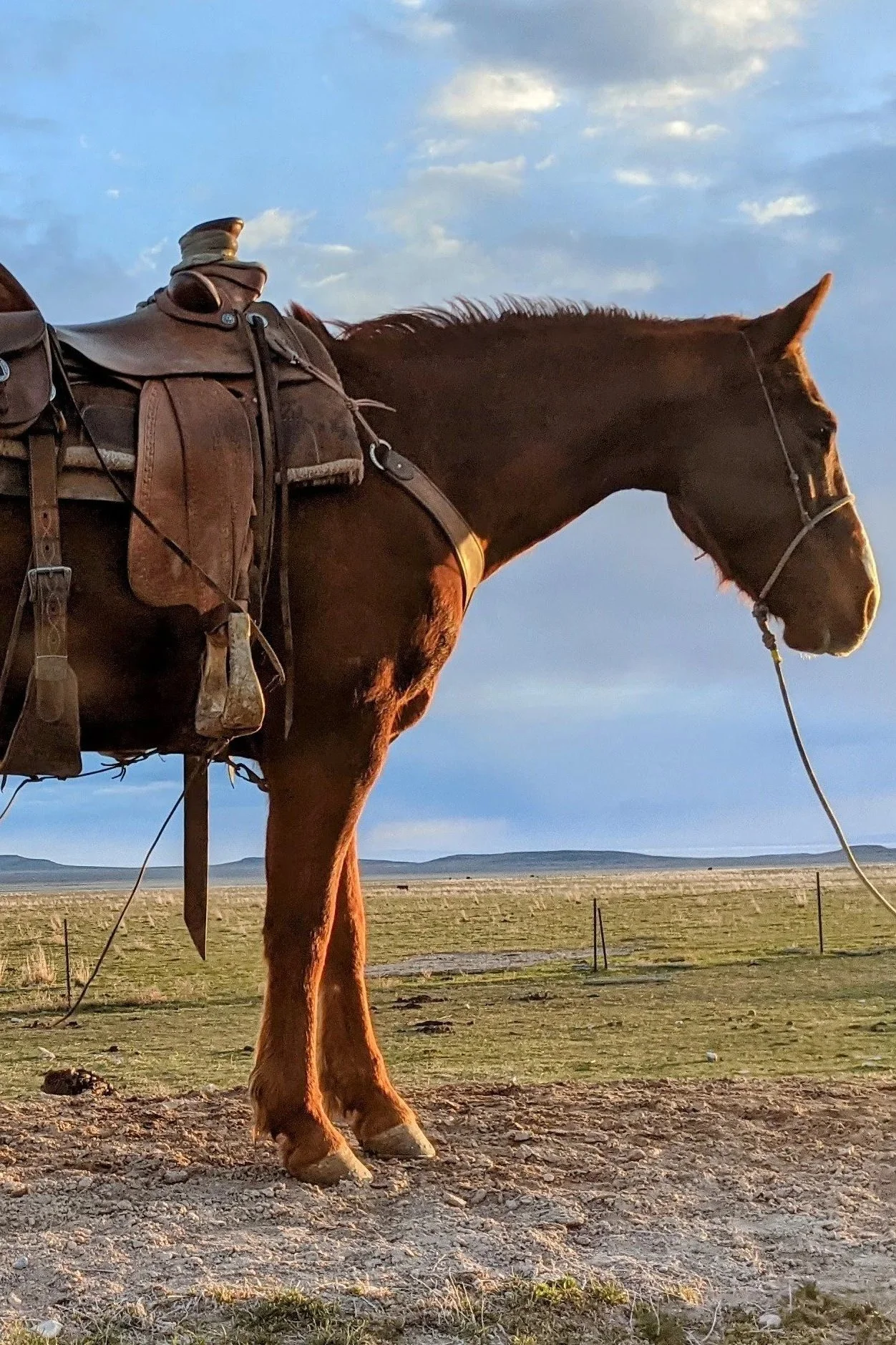 The working string — Airo Livestock