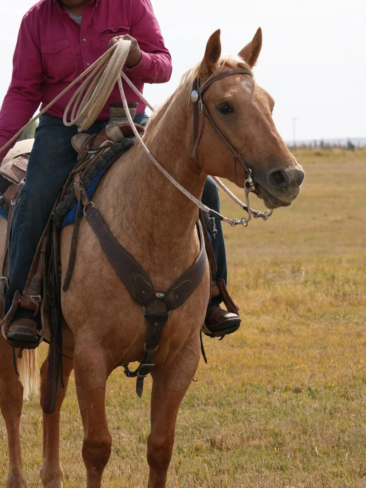 A person riding a brown and white horse in a green field on a sunny day with a blue sky and scattered white clouds.
