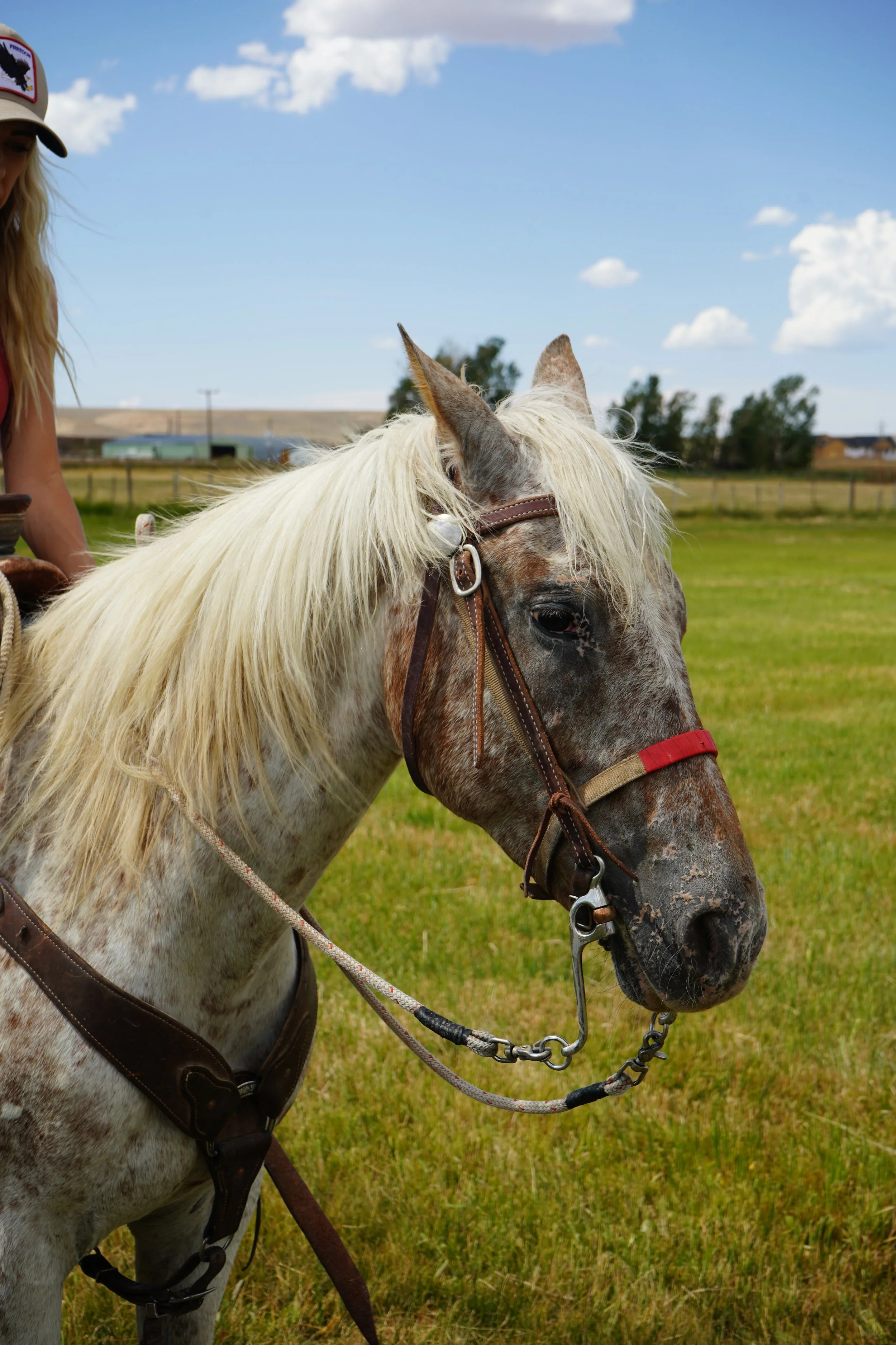 Close-up of a grey dappled horse with a blonde mane, wearing a bridle and reins, standing in a green field on a sunny day with a few clouds in the sky.