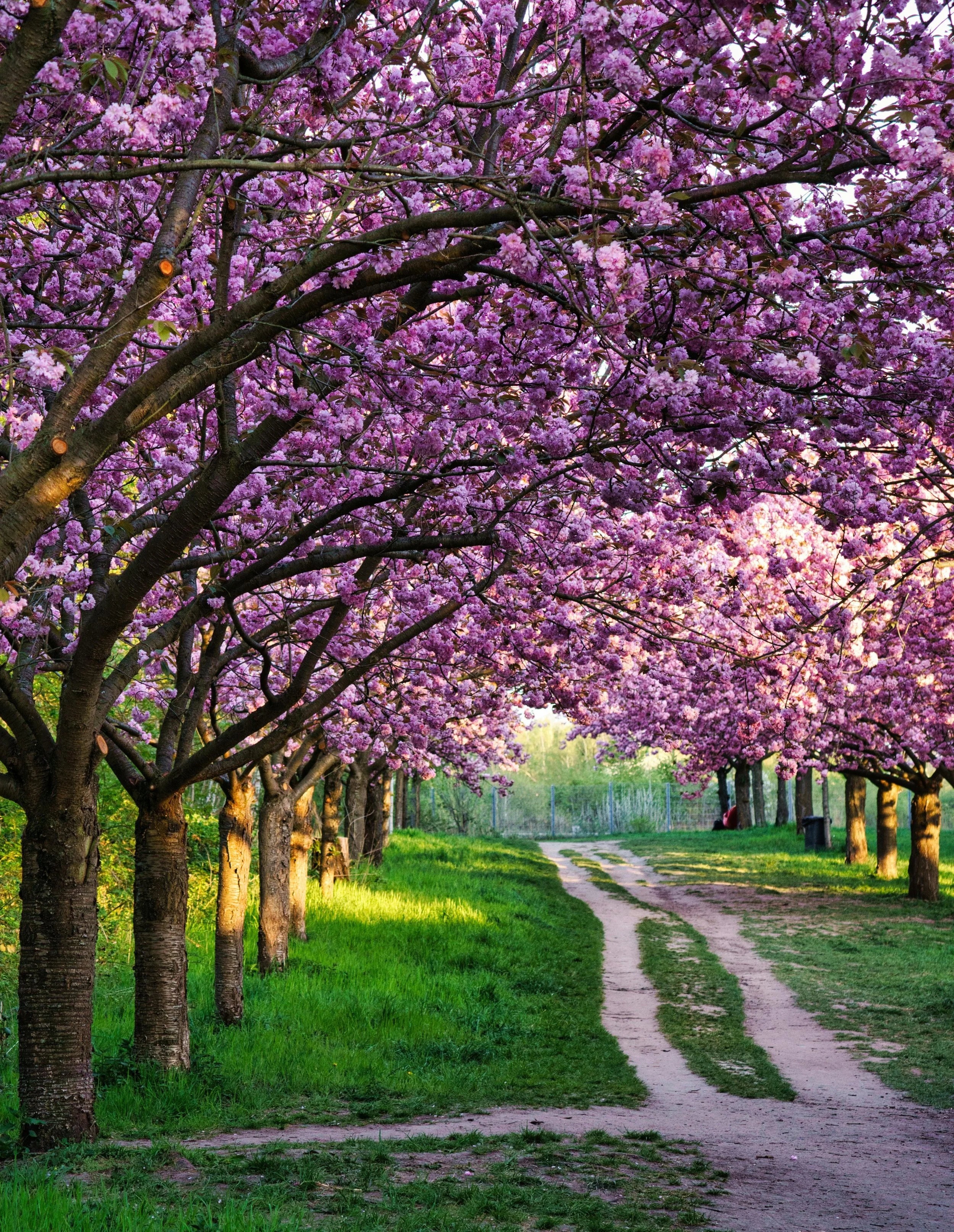 Rejoining the Path: Healing the Disconnect from Your Authentic Self