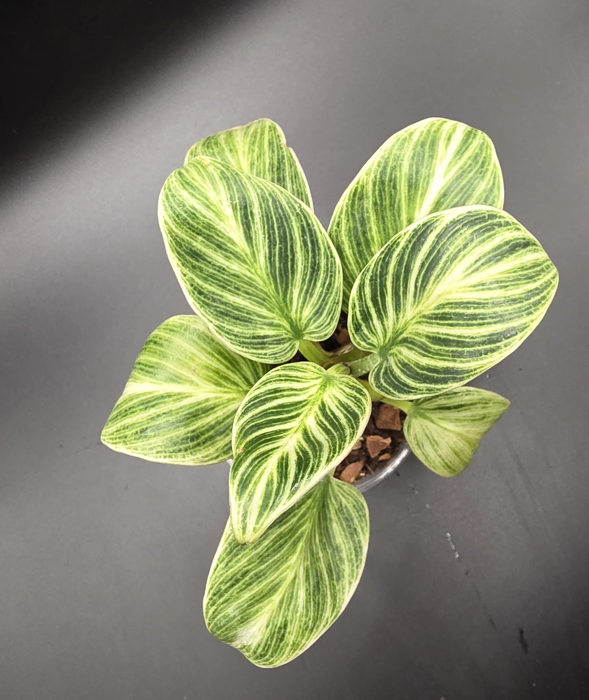 Philodendron Birkin Galaxy (Evian)