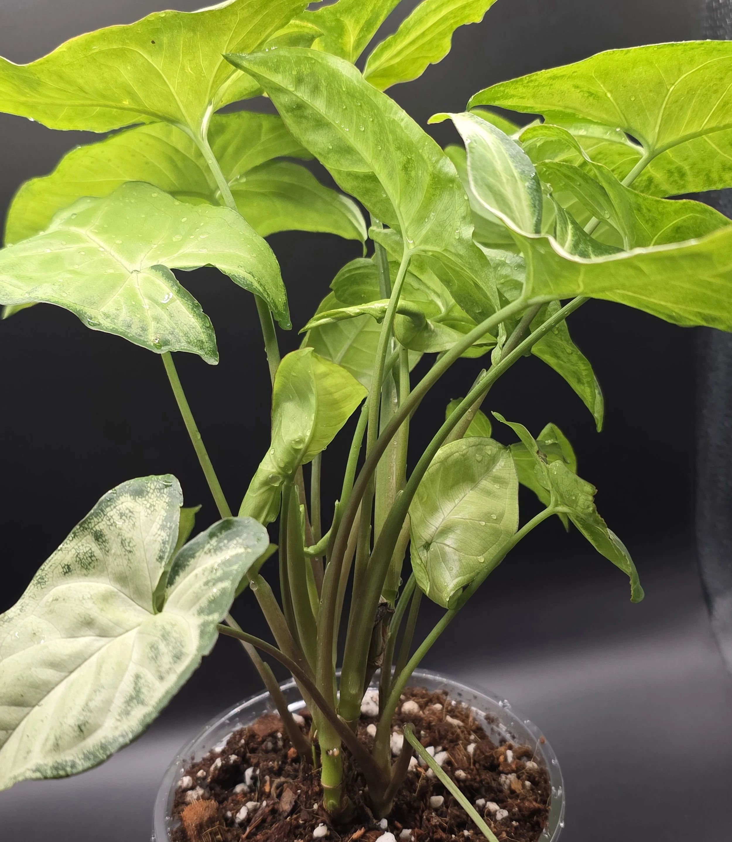 Syngonium White Butterfly
