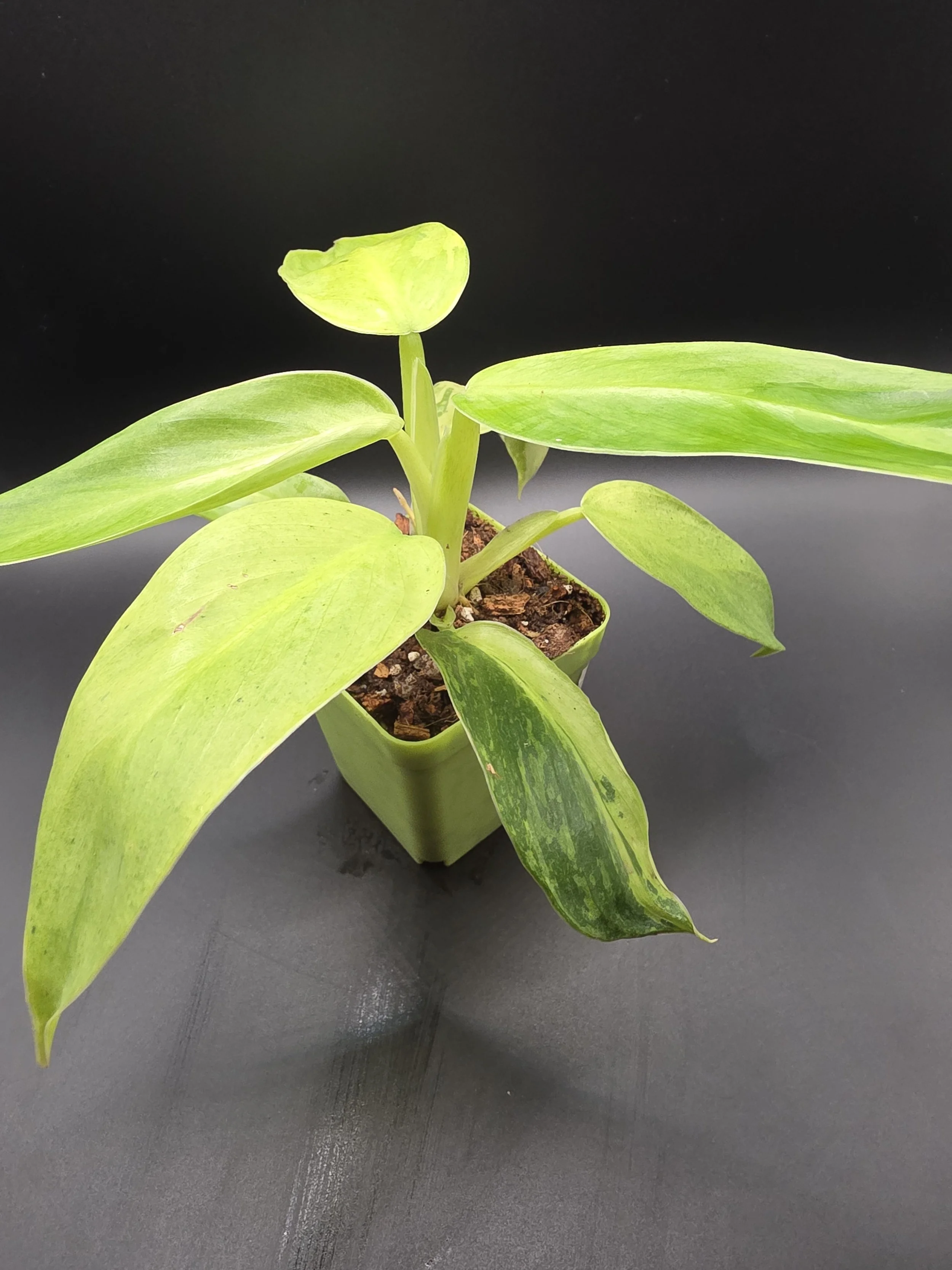 Philodendron Jose Buono Fiesta