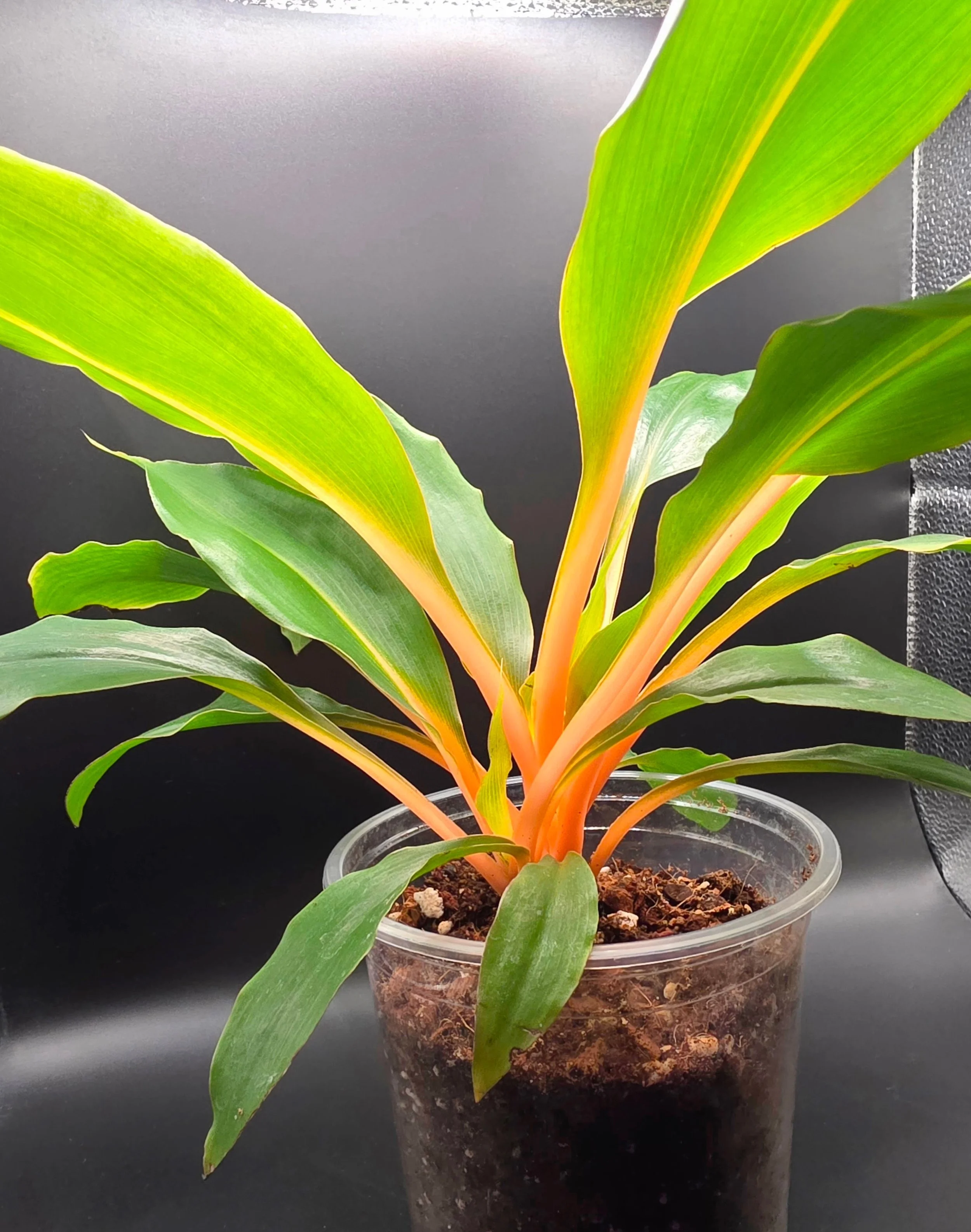 Golden Mandarin Spider Plant