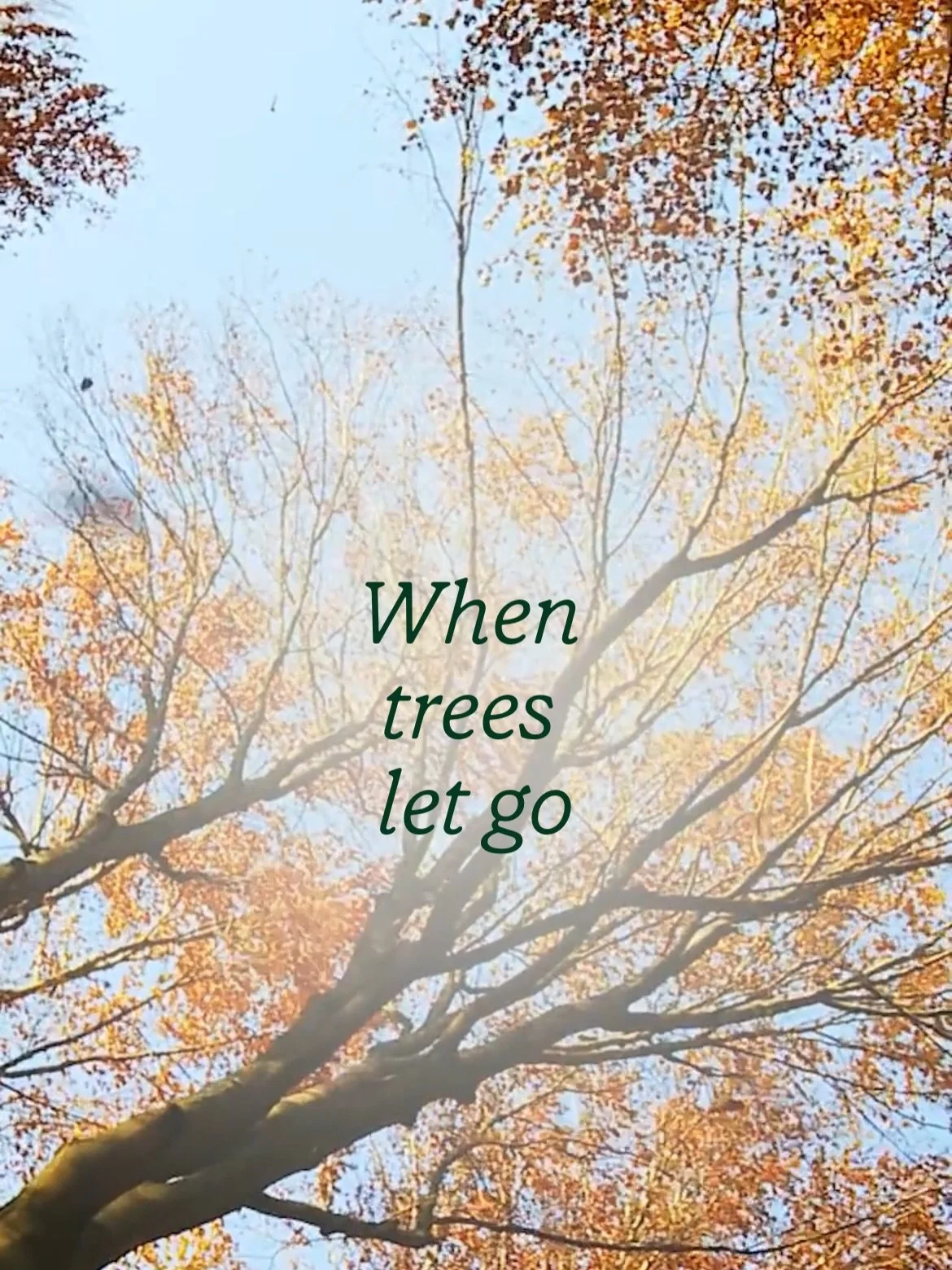 #MindfulMonday When Trees Let Go with @thehumane.space 🍁

Autumn is nature&rsquo;s masterclass in the power of releasing and letting go. 

This week&rsquo;s Mindful Monday #DeepThink from The Humane Space focuses on just that. When our lives feel fu