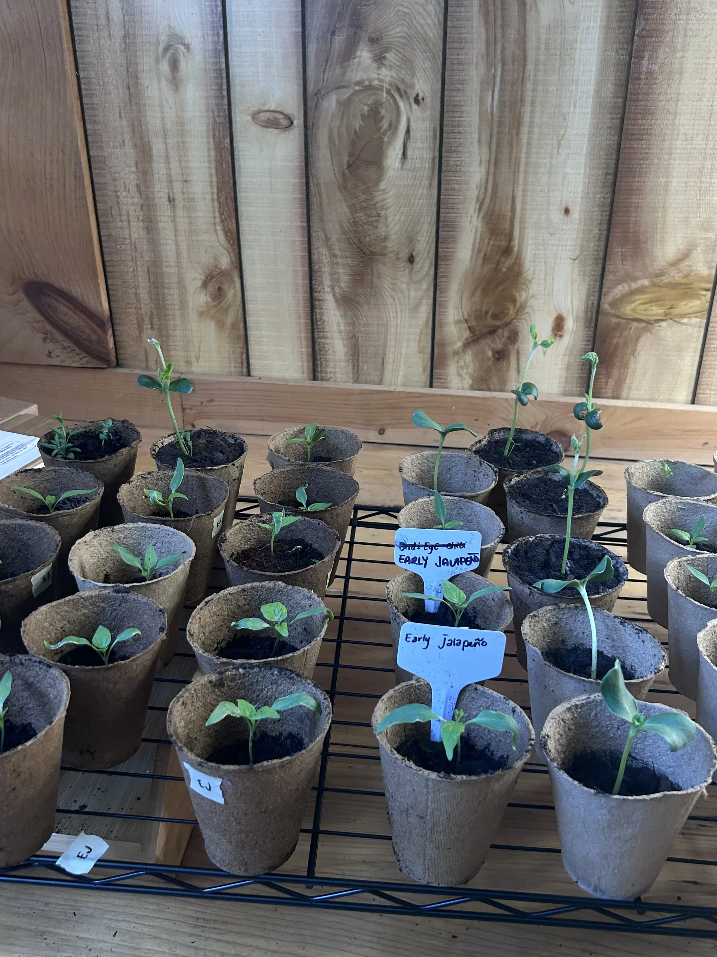 pepper seedlings