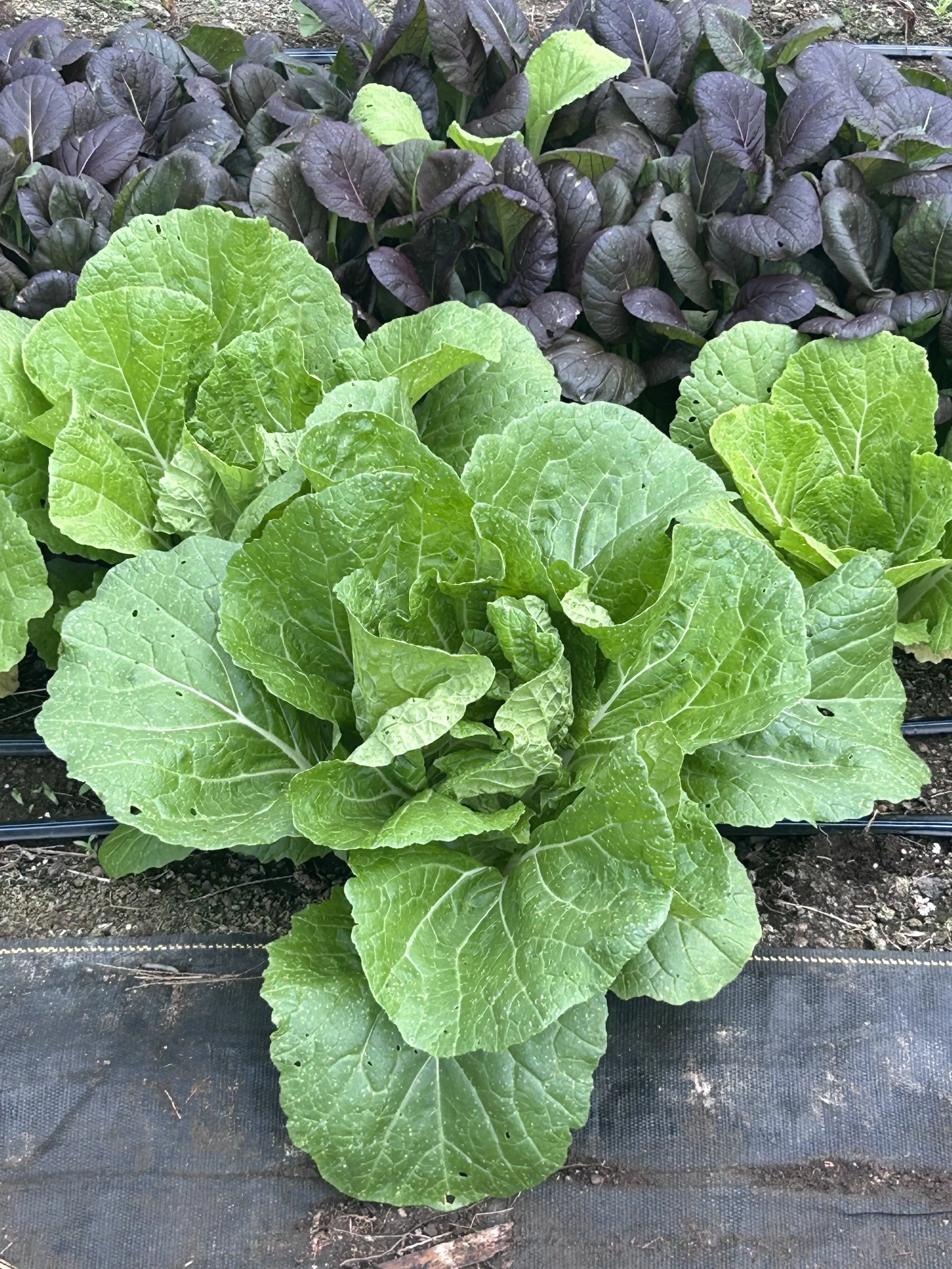 chinese cabbage