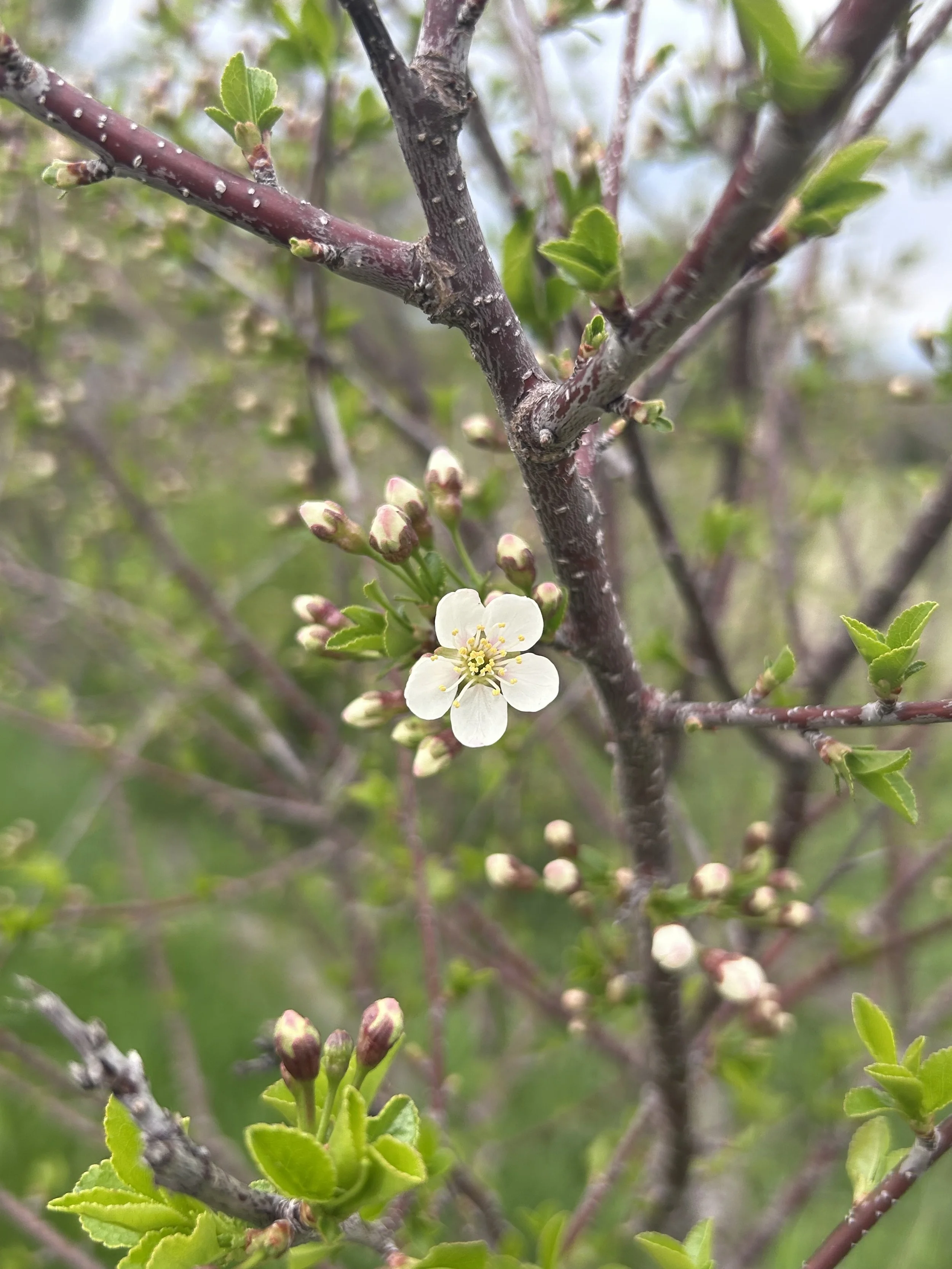 plum blossoms