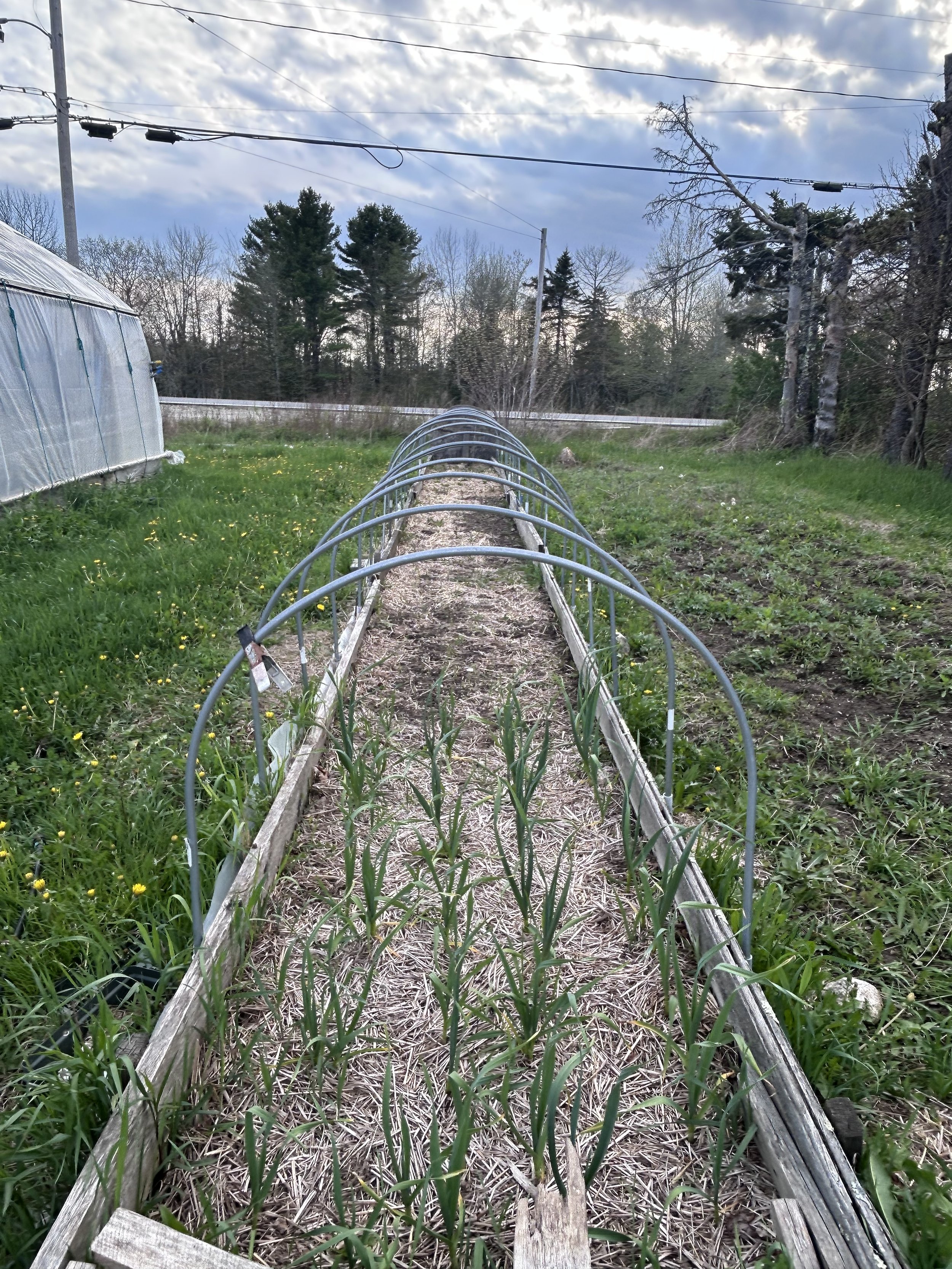garlic in a low tunnel