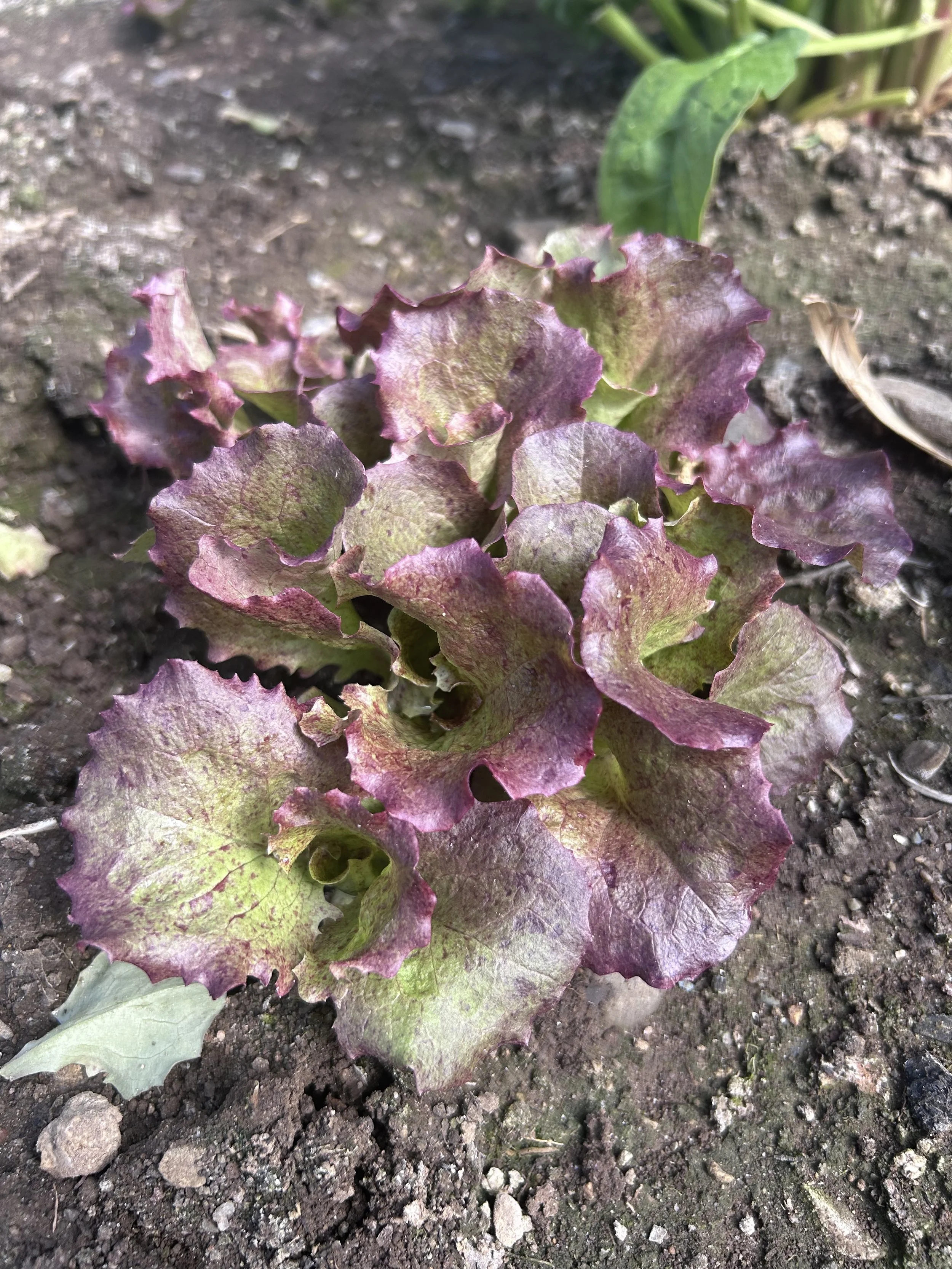 red leaf lettuce