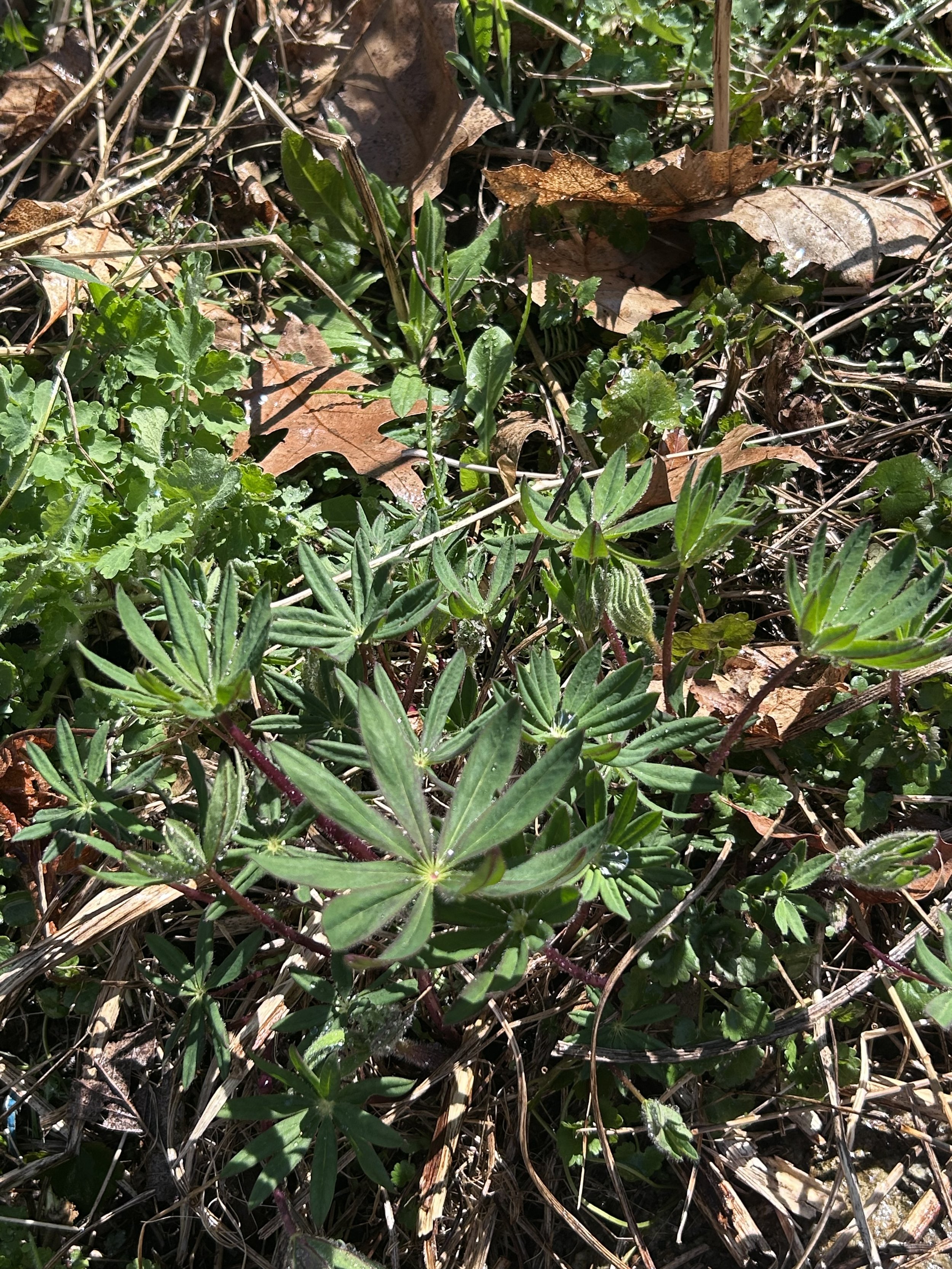 lupine leaves