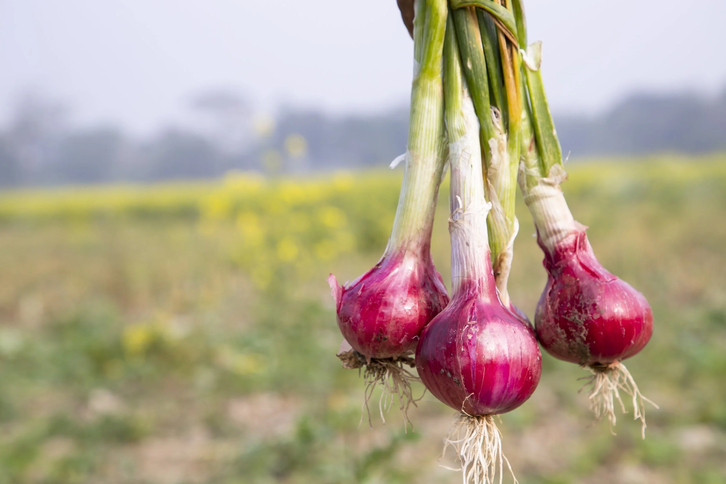 A bunch of four red onions held by a person off camera in the foreground with a blurred landscape of yellow, green, and purple in the background.