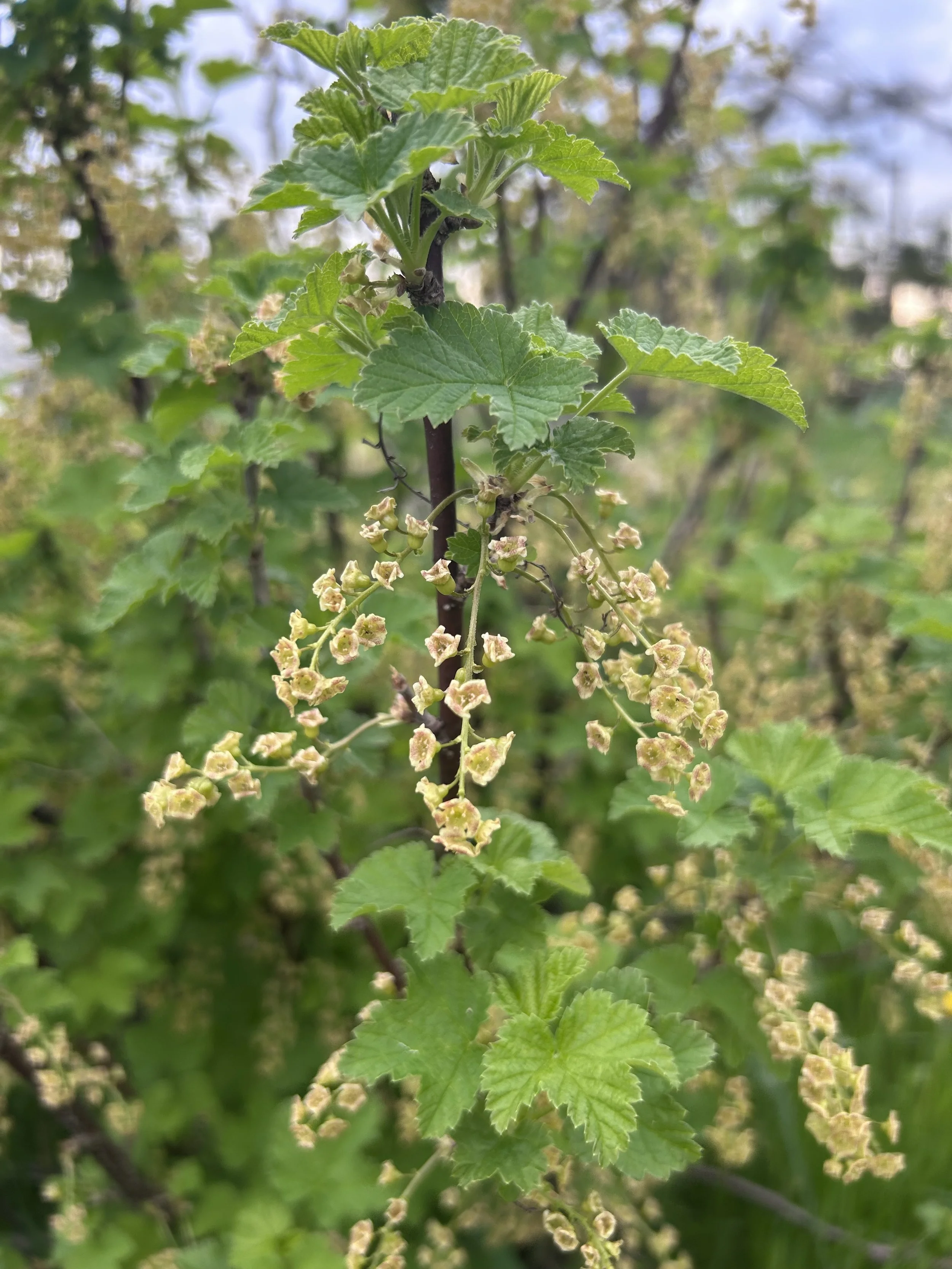 currant flowers