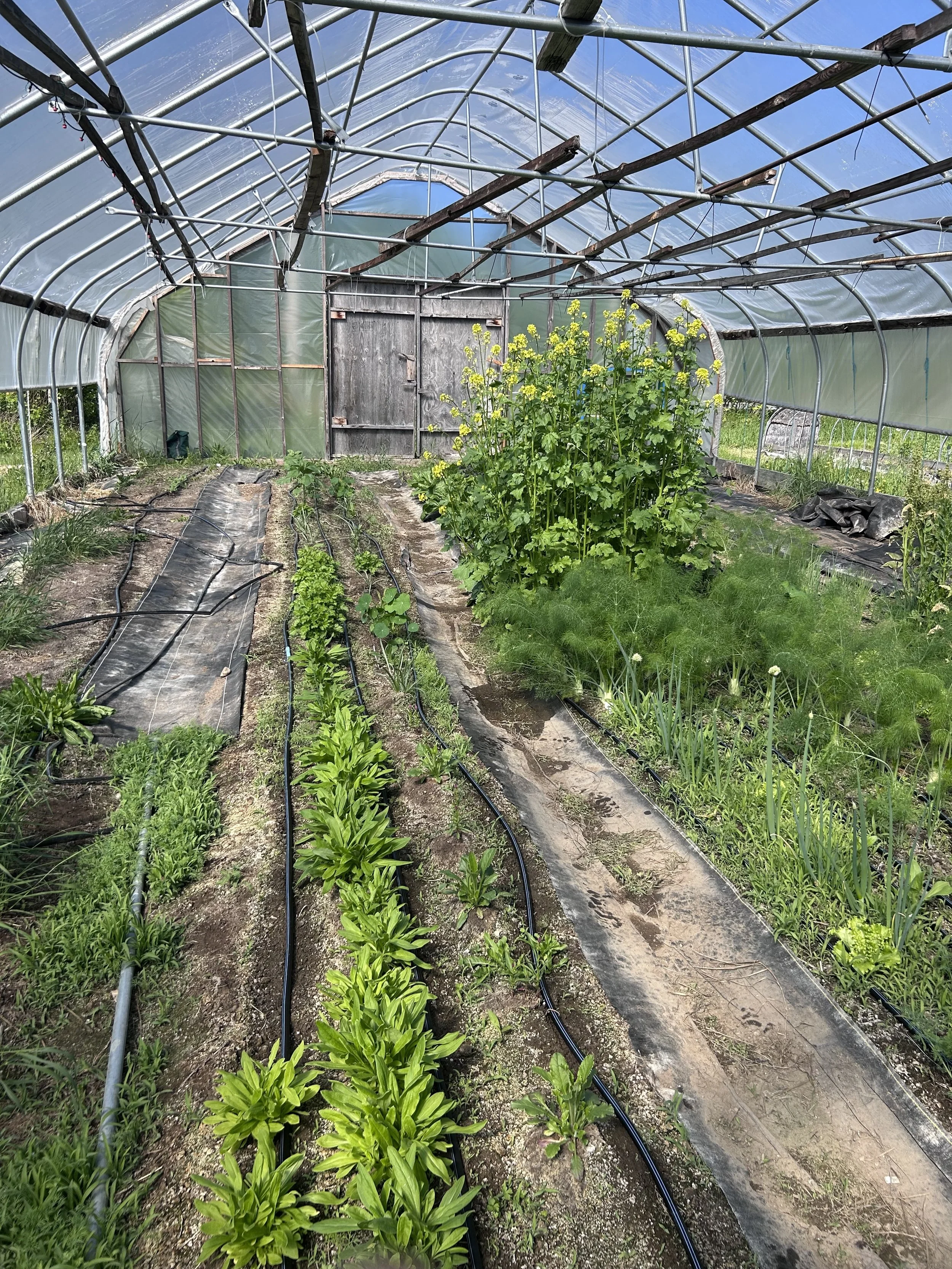 Mustard in high tunnel