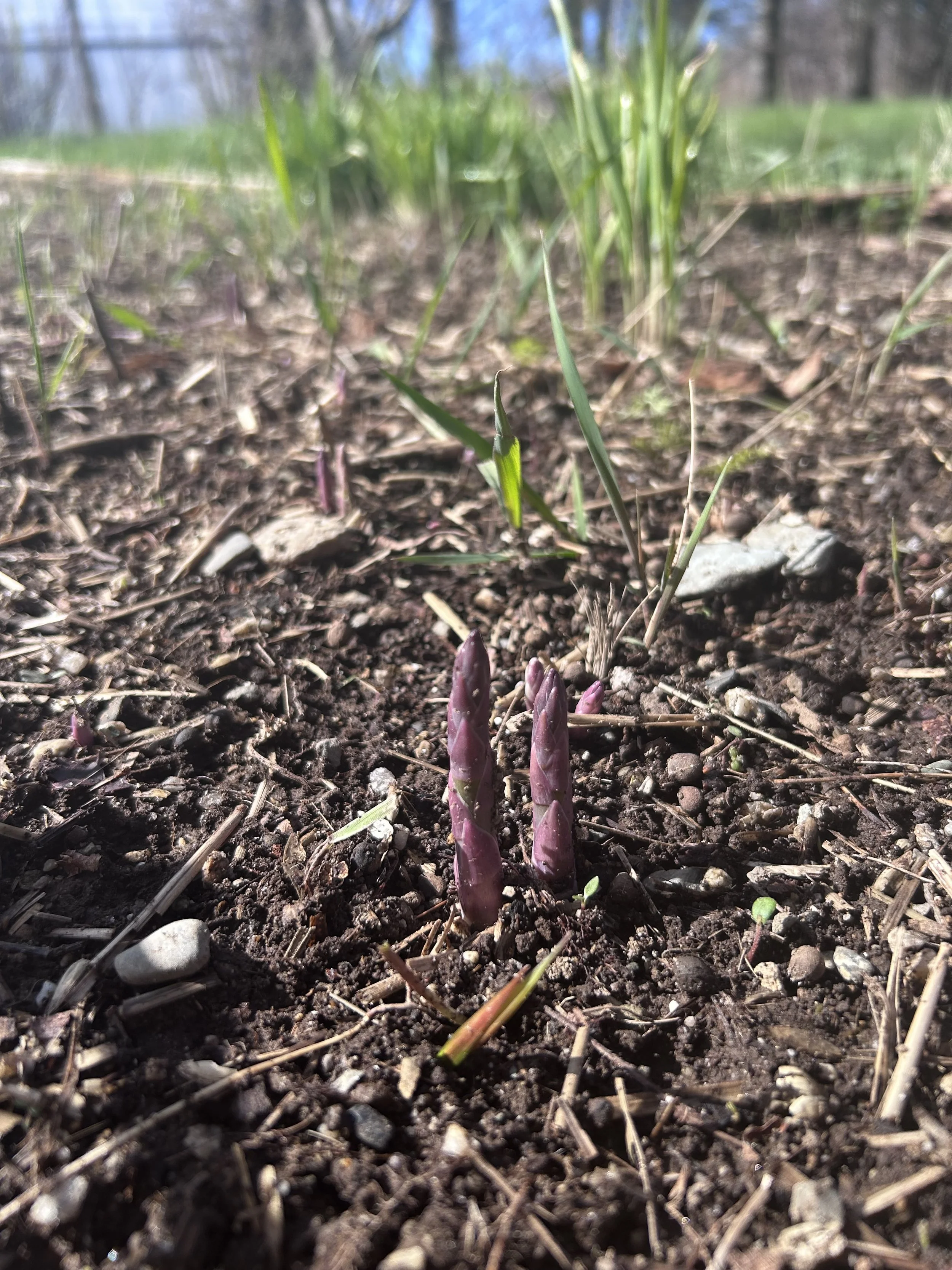 asparagus sprouting