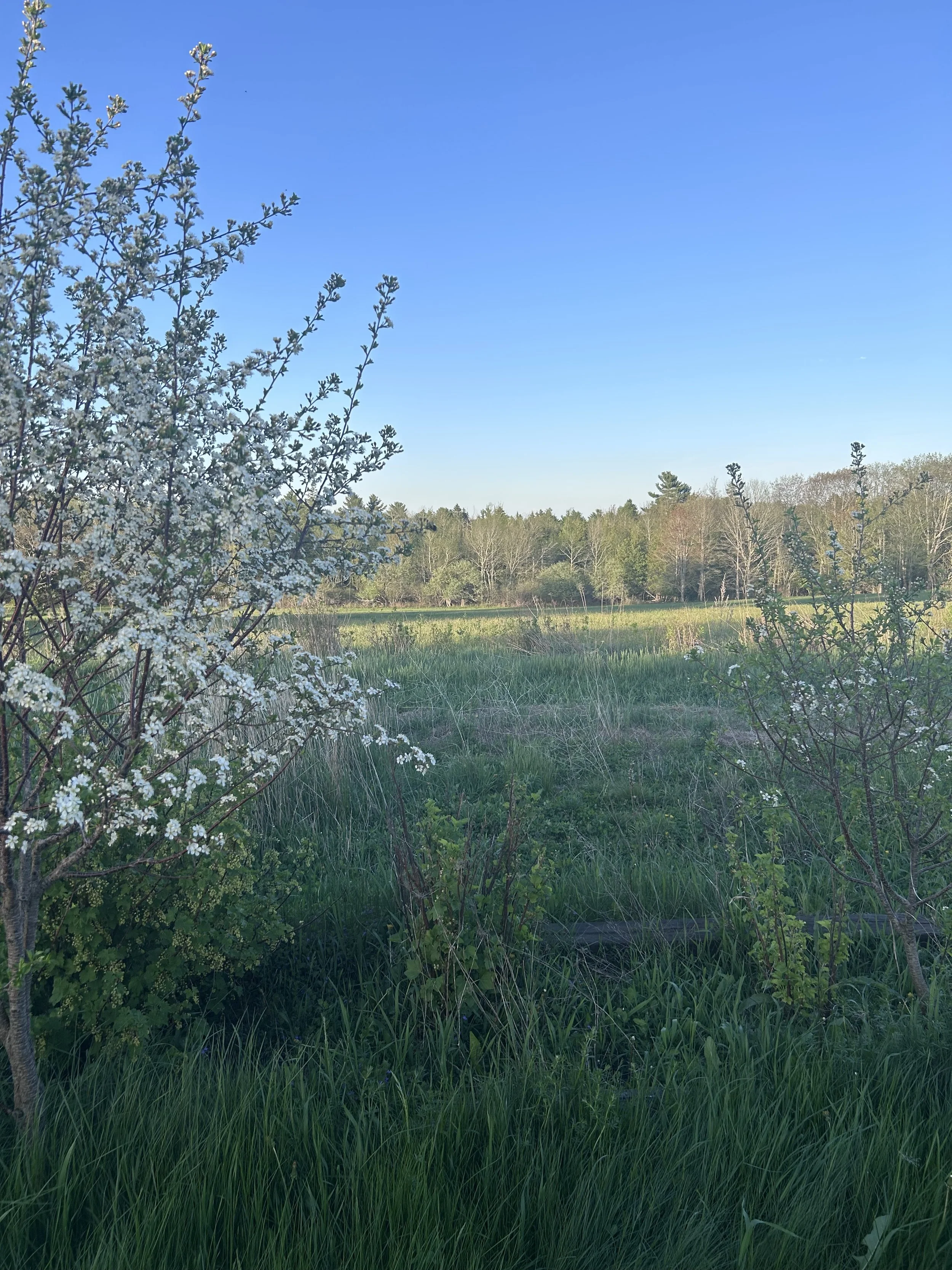 back field