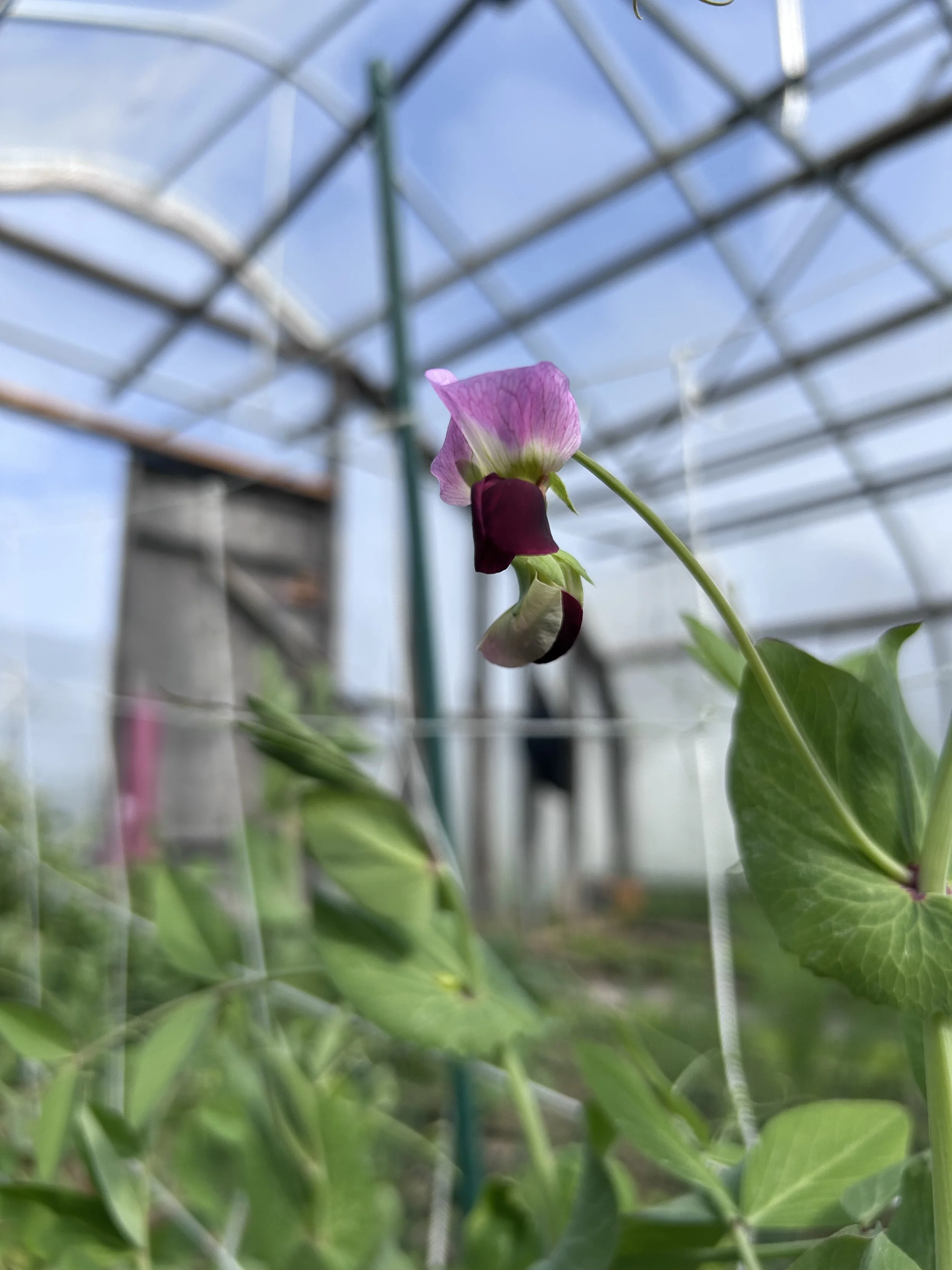 pea blossom