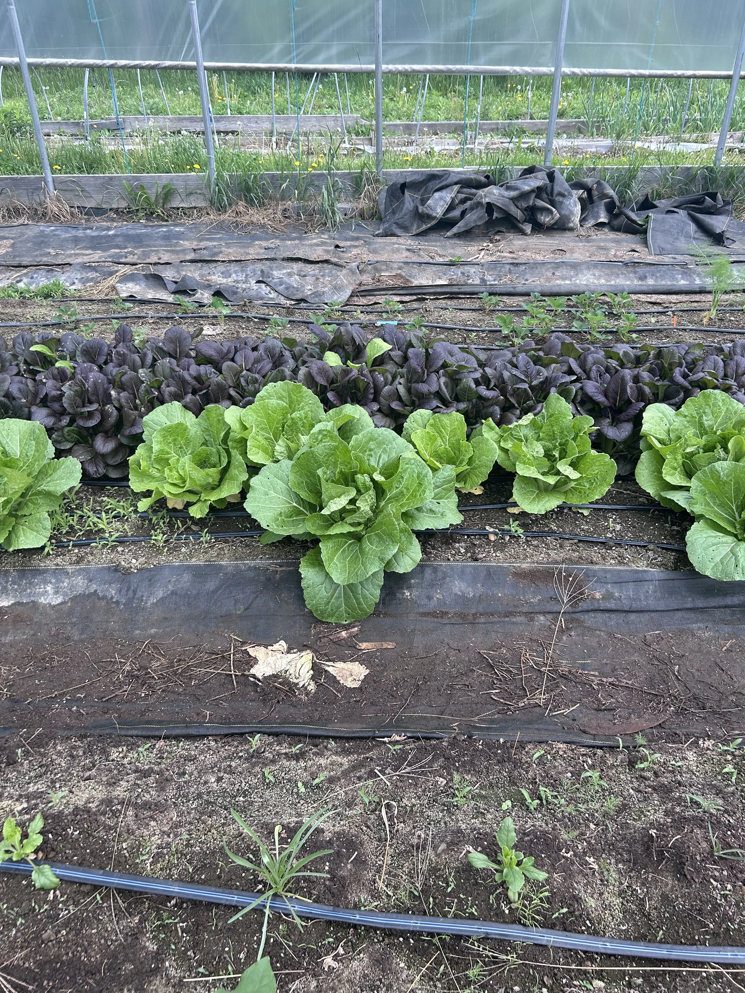cabbage and pac choi