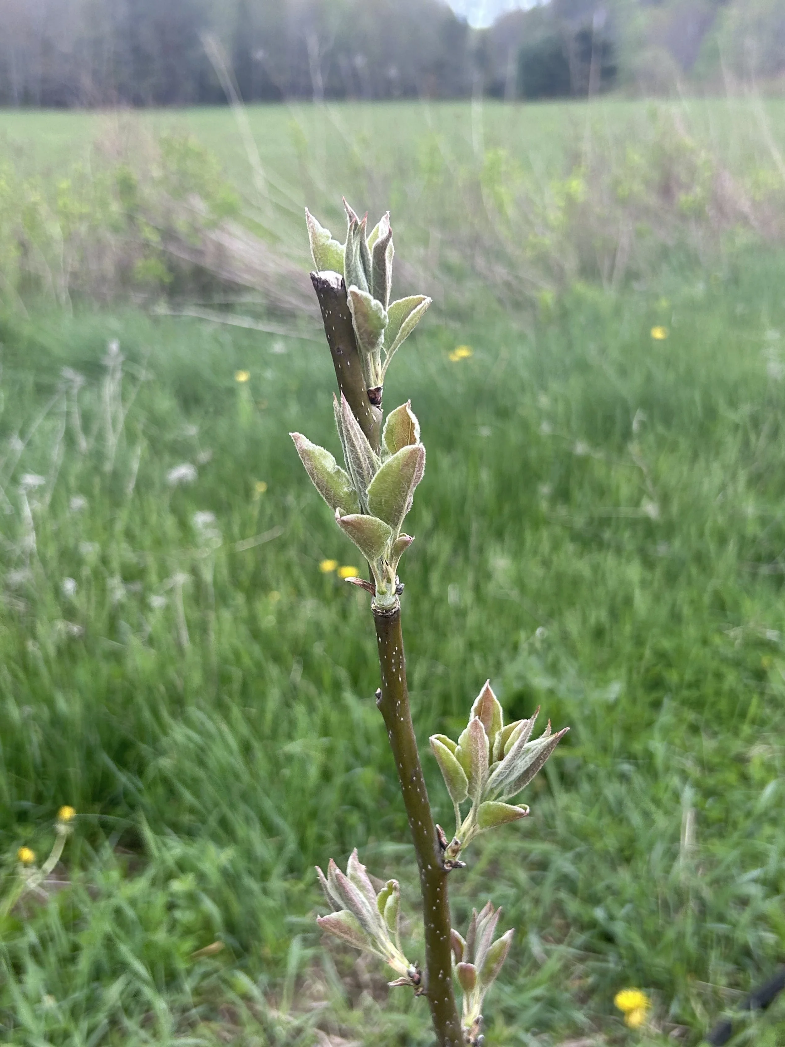 asian pear sapling