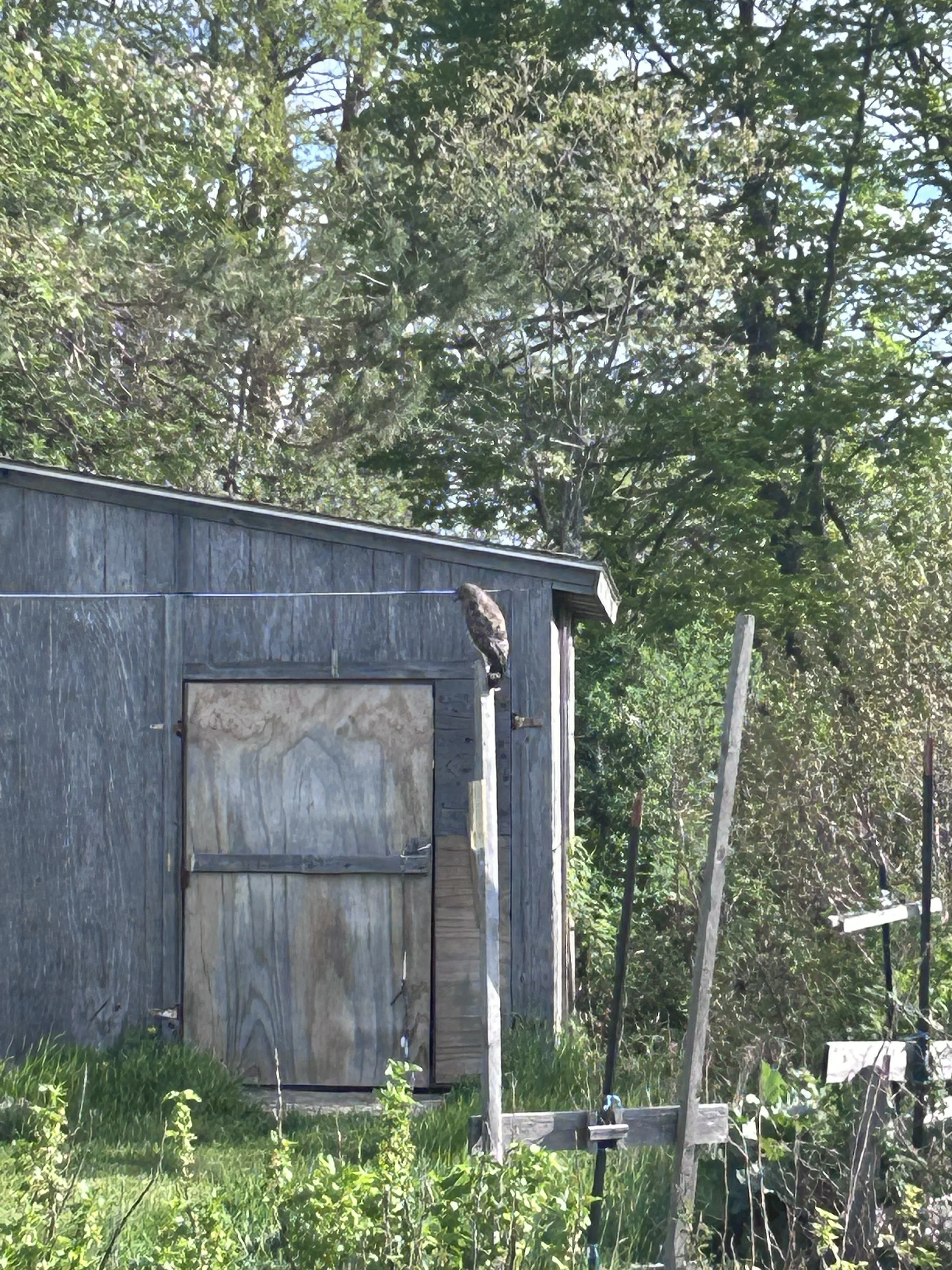 broad-winged hawk near shed