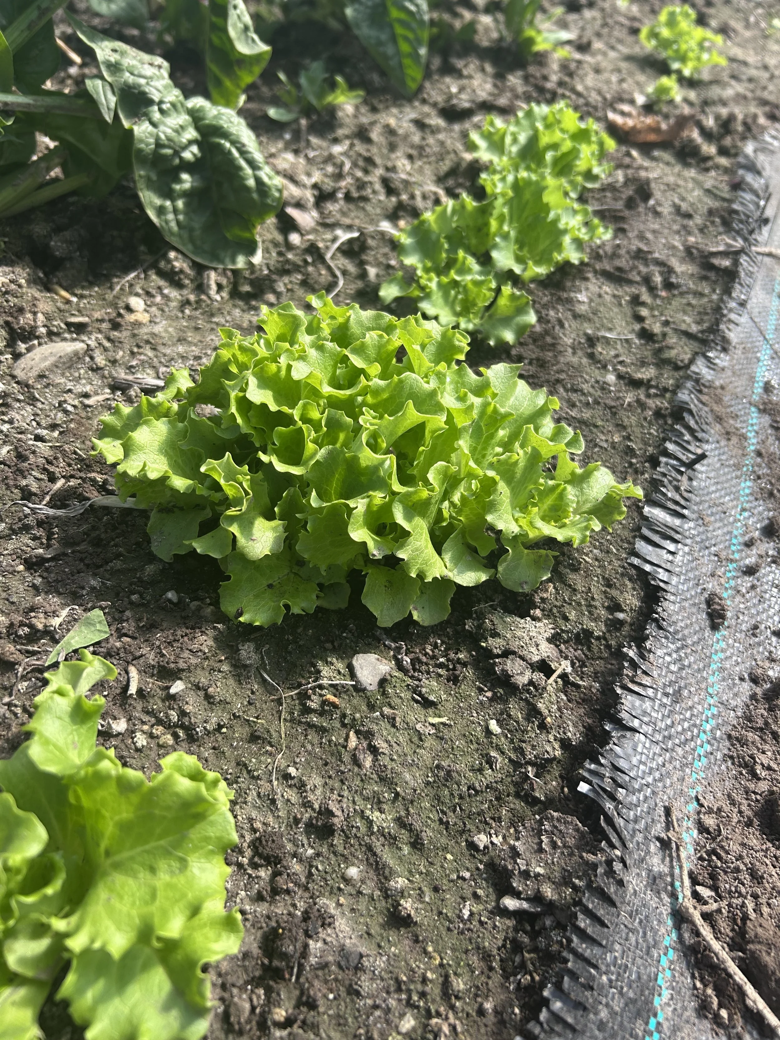 green leaf lettuce