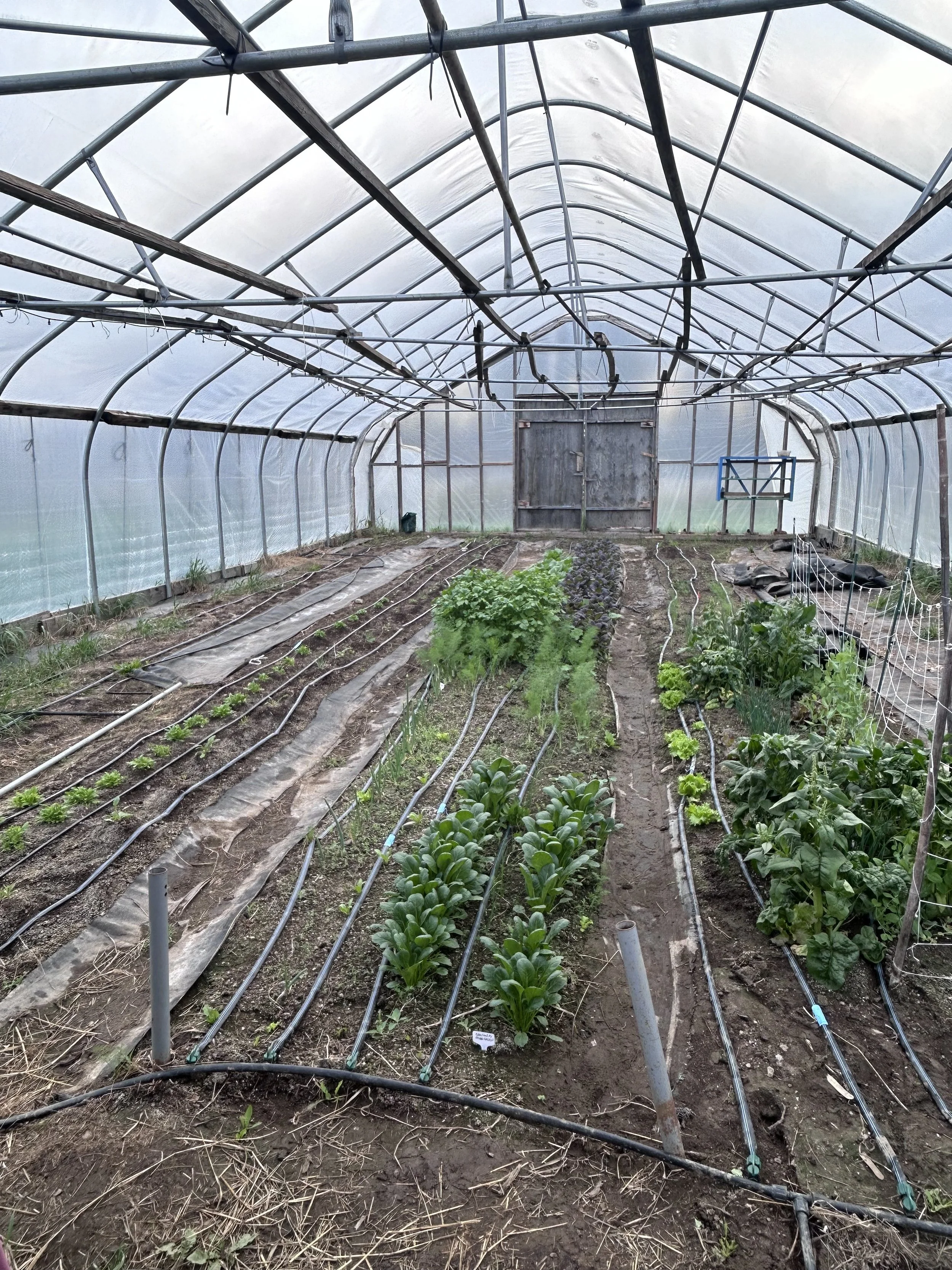large high tunnel
