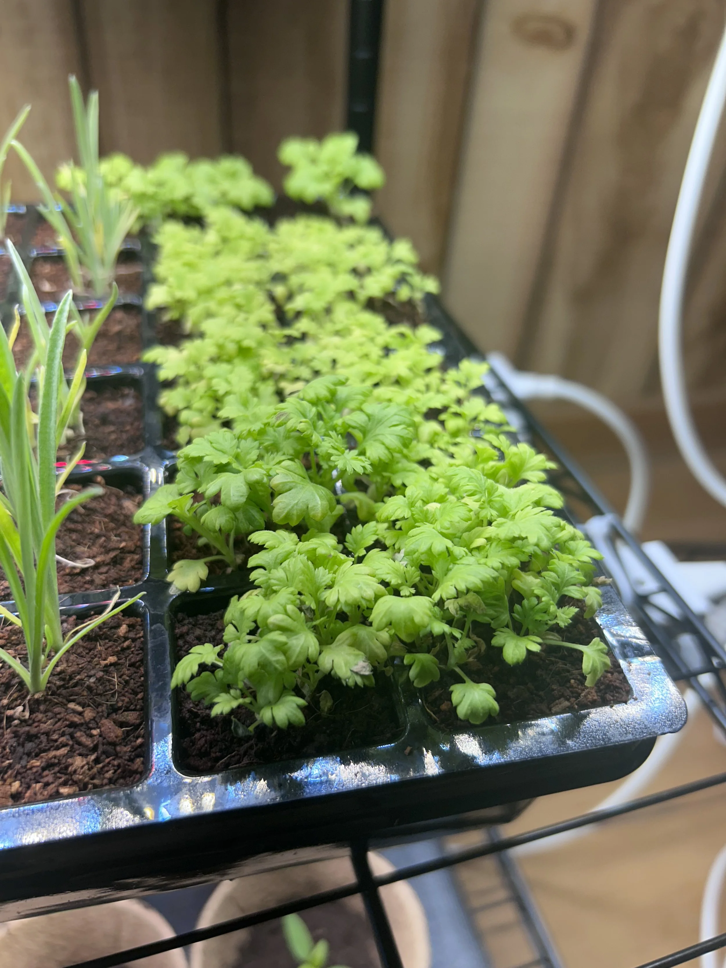 feverfew sprouts