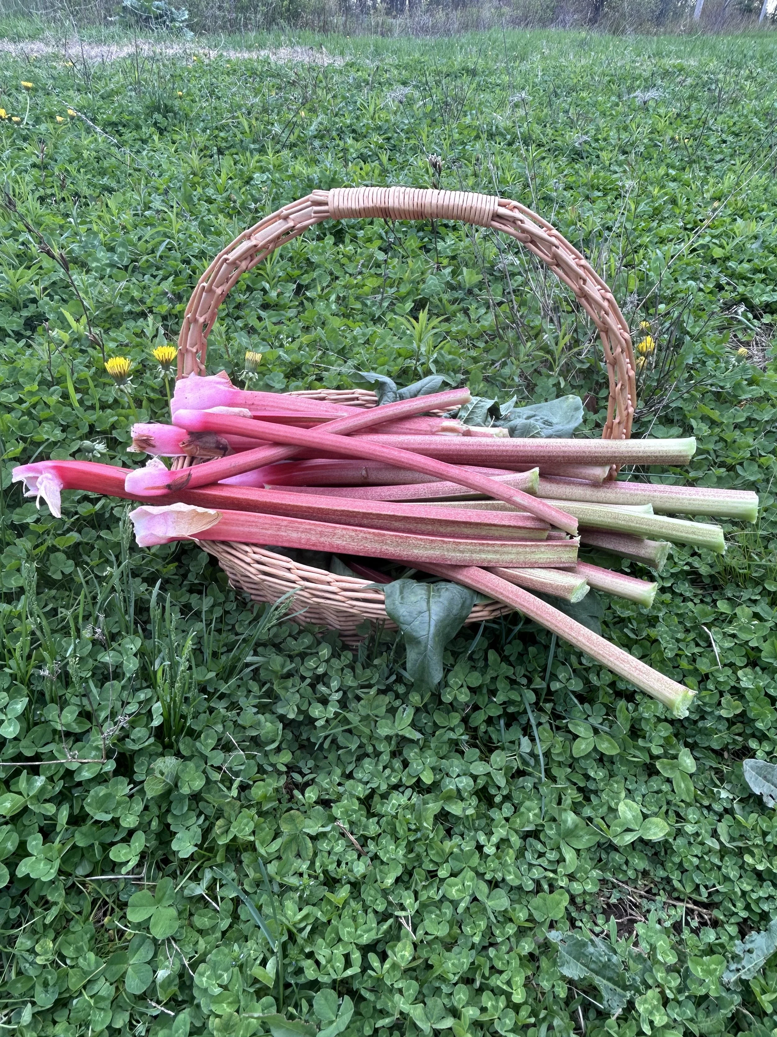 rhubarb