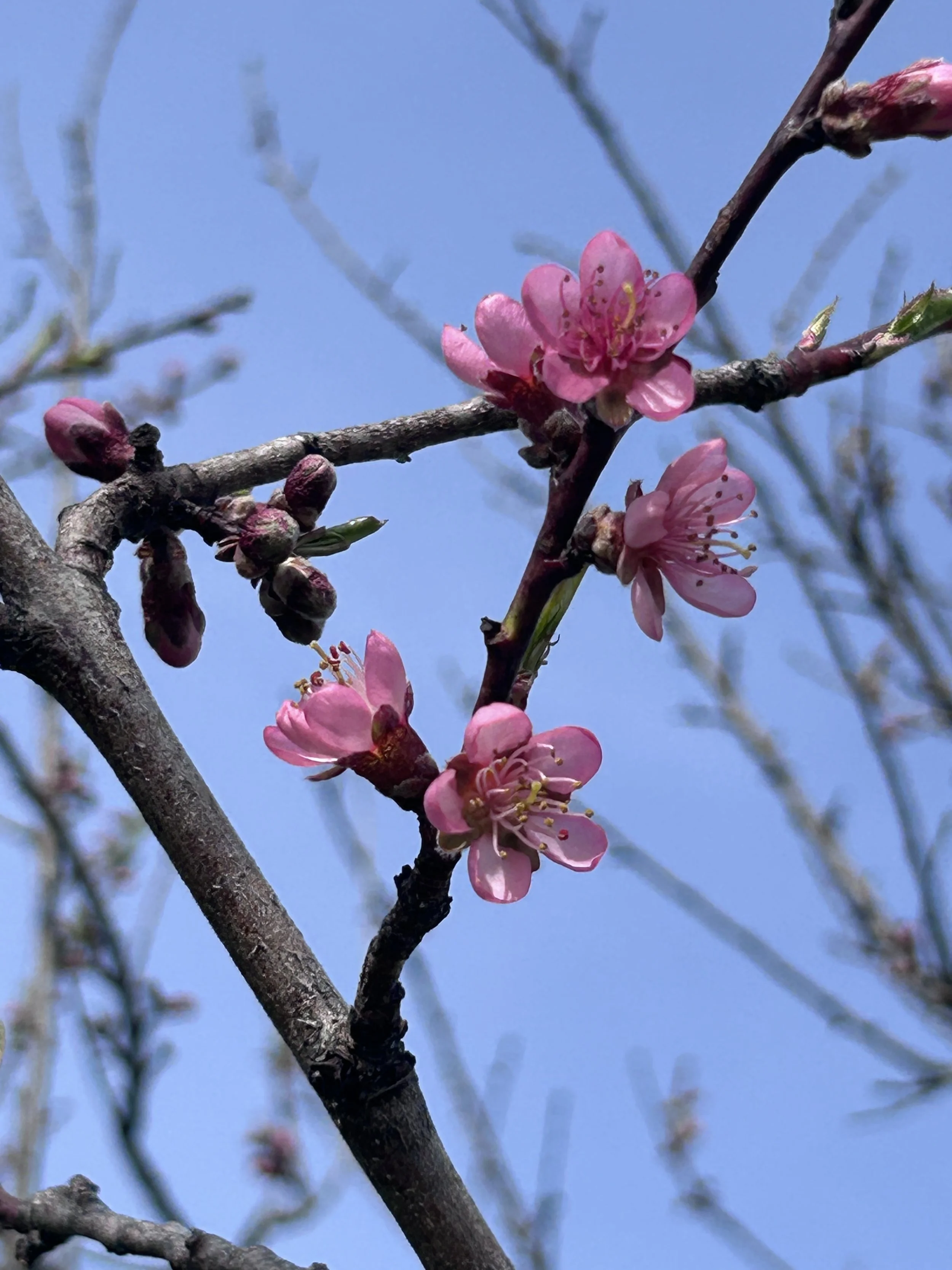peach blossoms